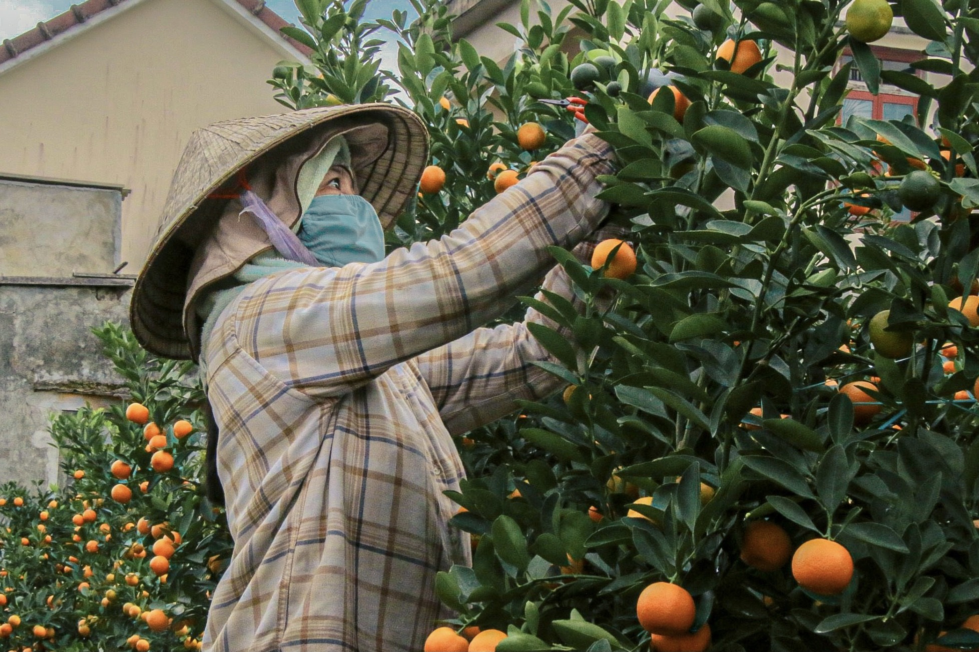 The largest kumquat village in the Central region 'burns' during Tet season photo 10