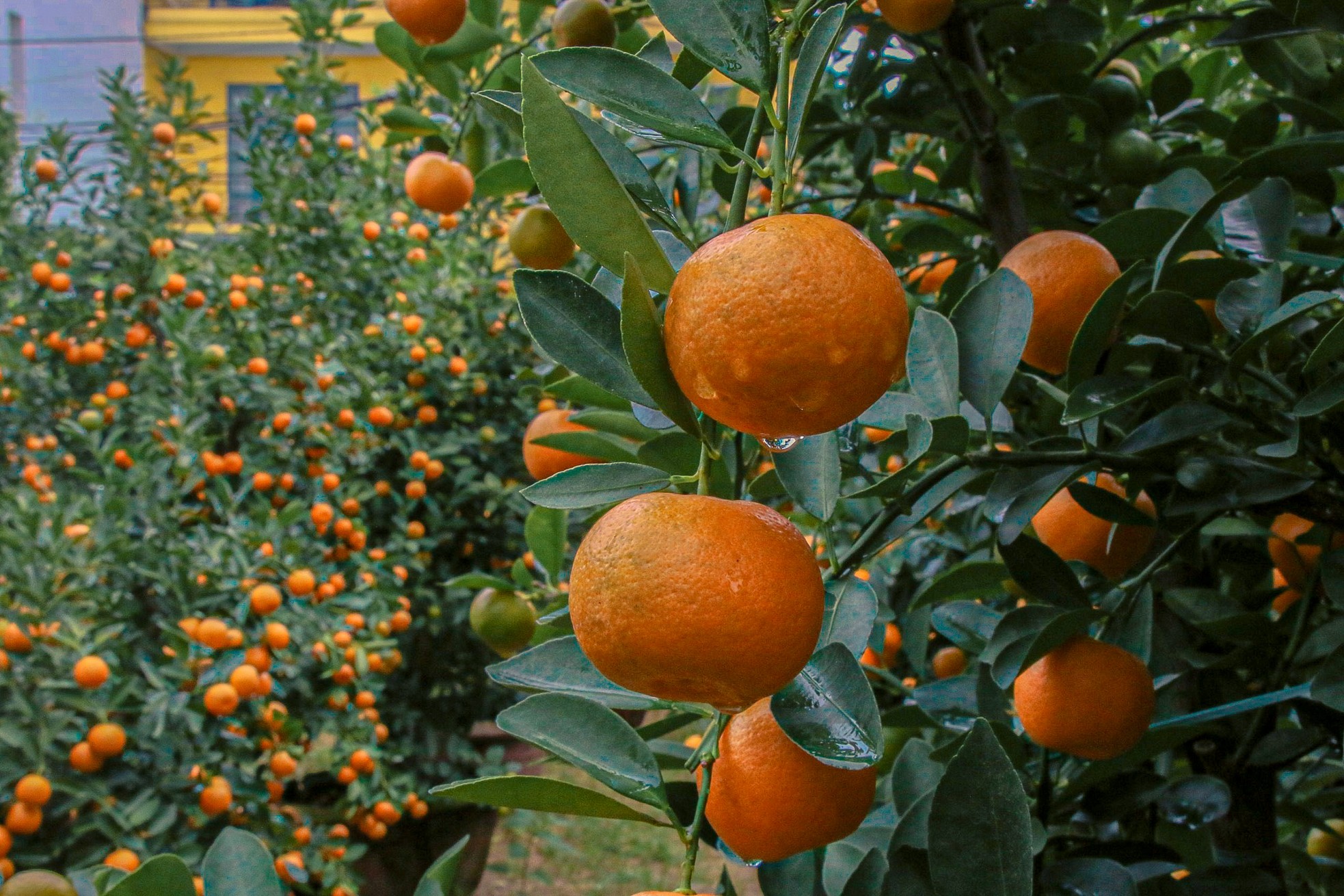 The largest kumquat village in the Central region 'burns' during Tet season photo 3