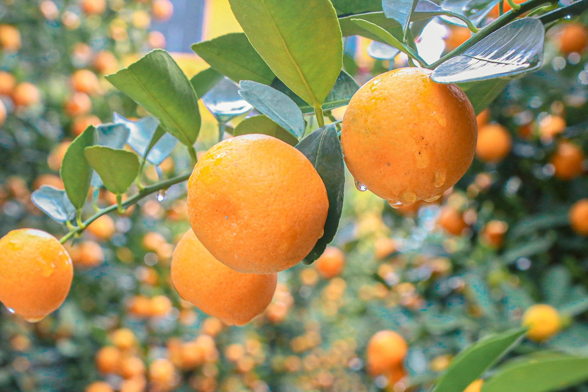 The largest kumquat village in the Central region 'burns' during Tet season photo 4