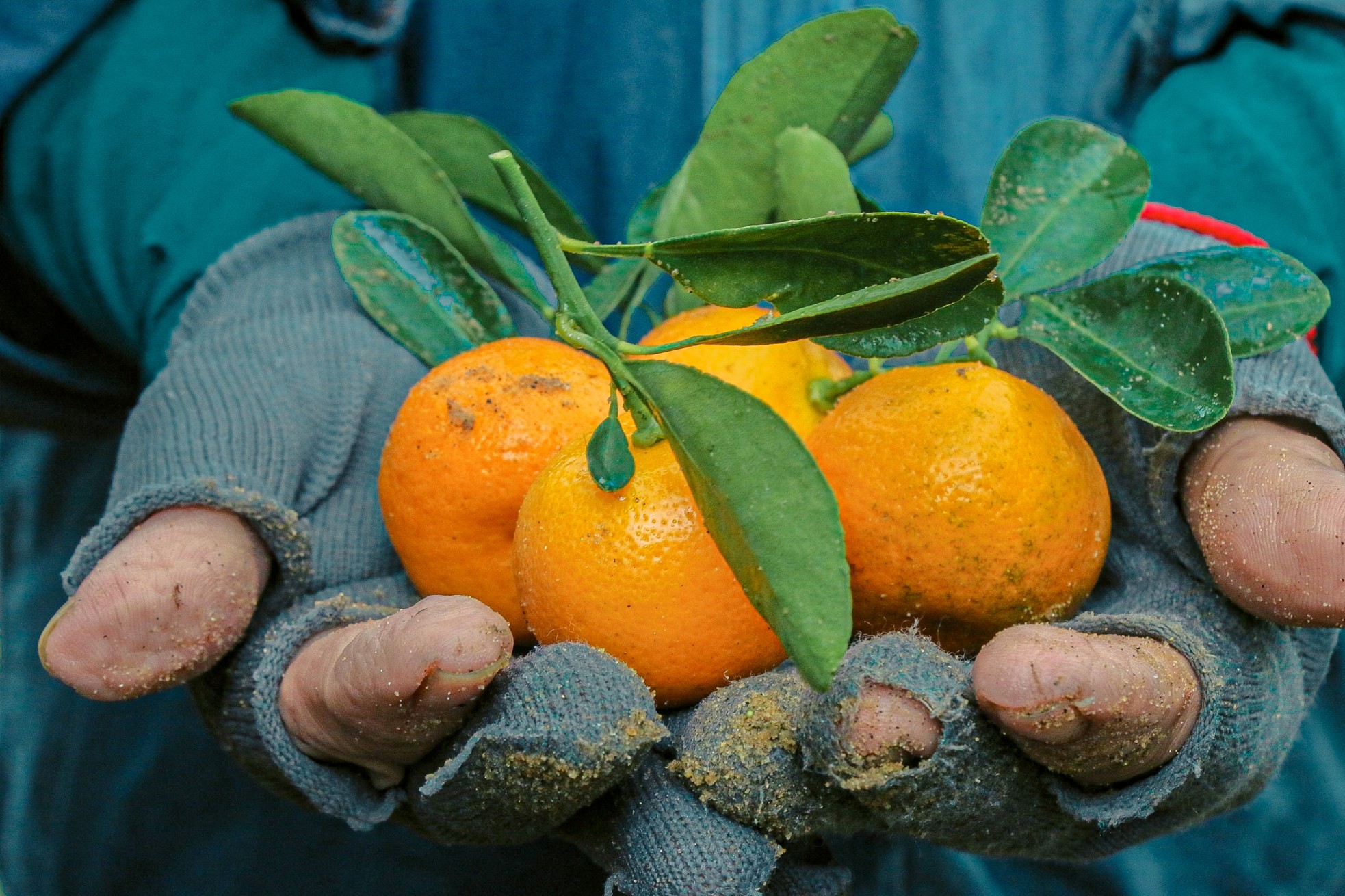 The largest kumquat village in the Central region 'burns' during Tet season photo 6