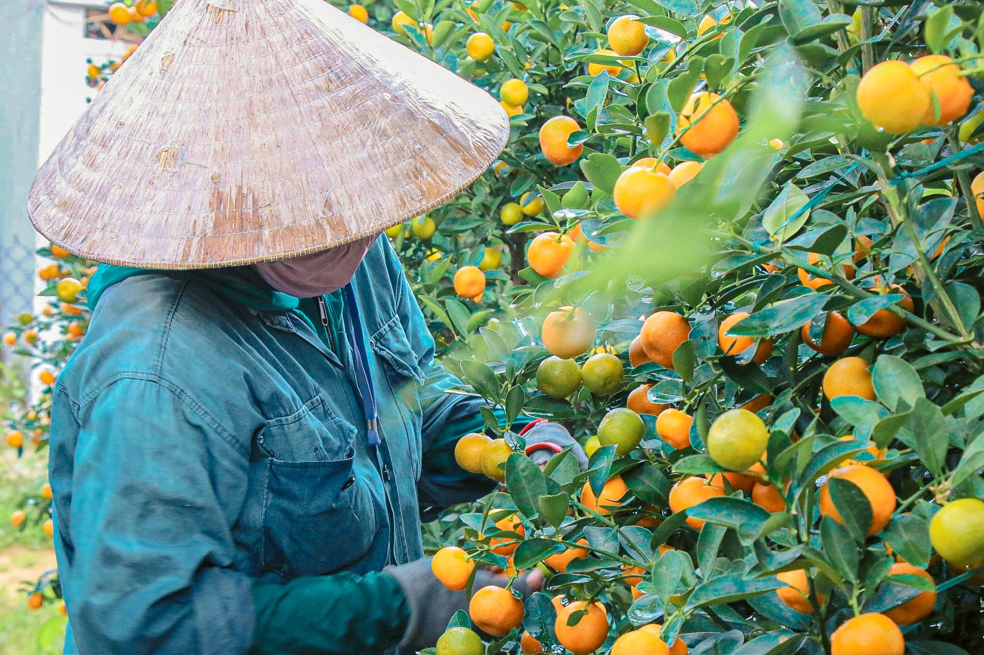 The largest kumquat village in the Central region 'burns' during Tet season photo 9