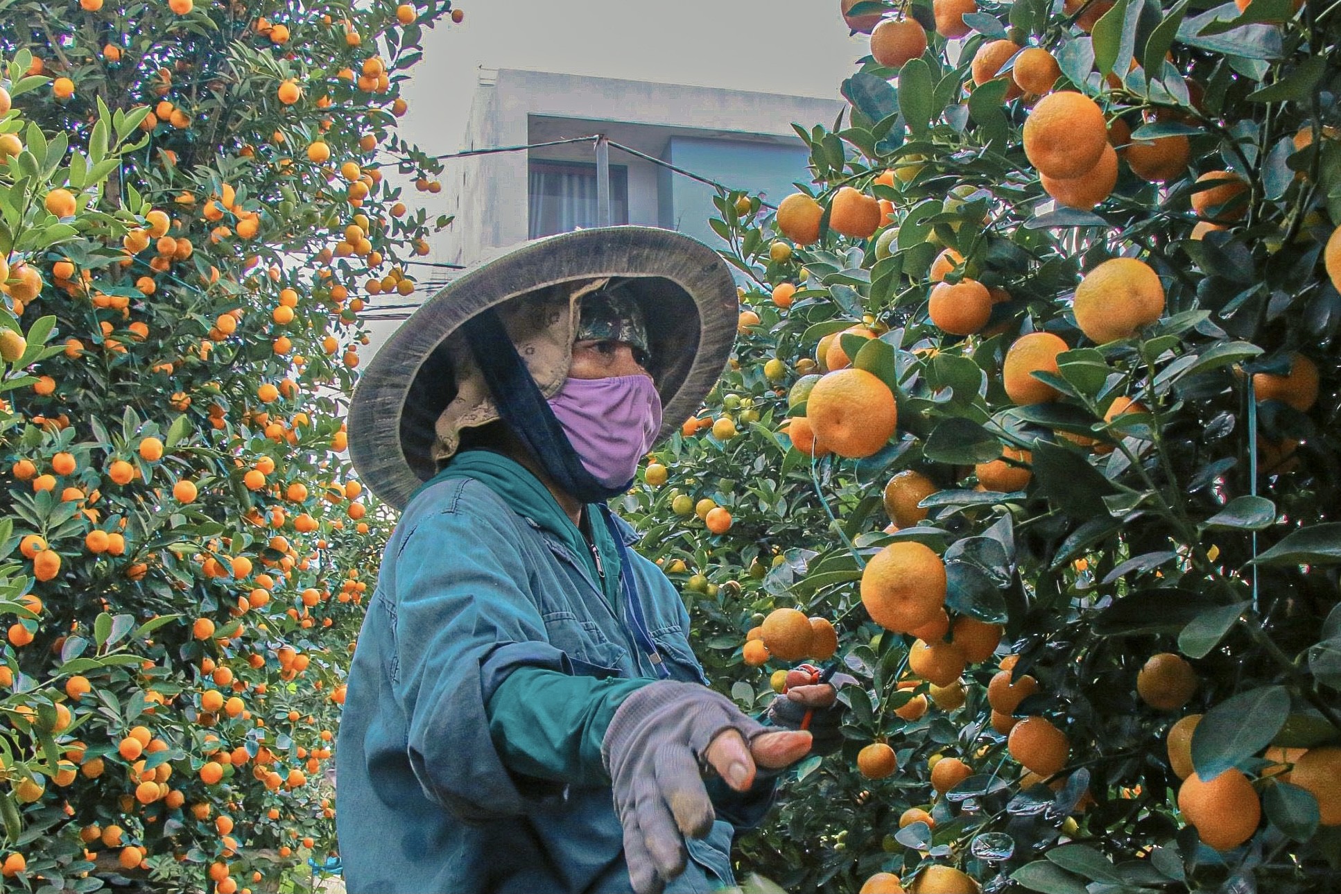 The largest kumquat village in the Central region 'burns' during Tet season photo 5