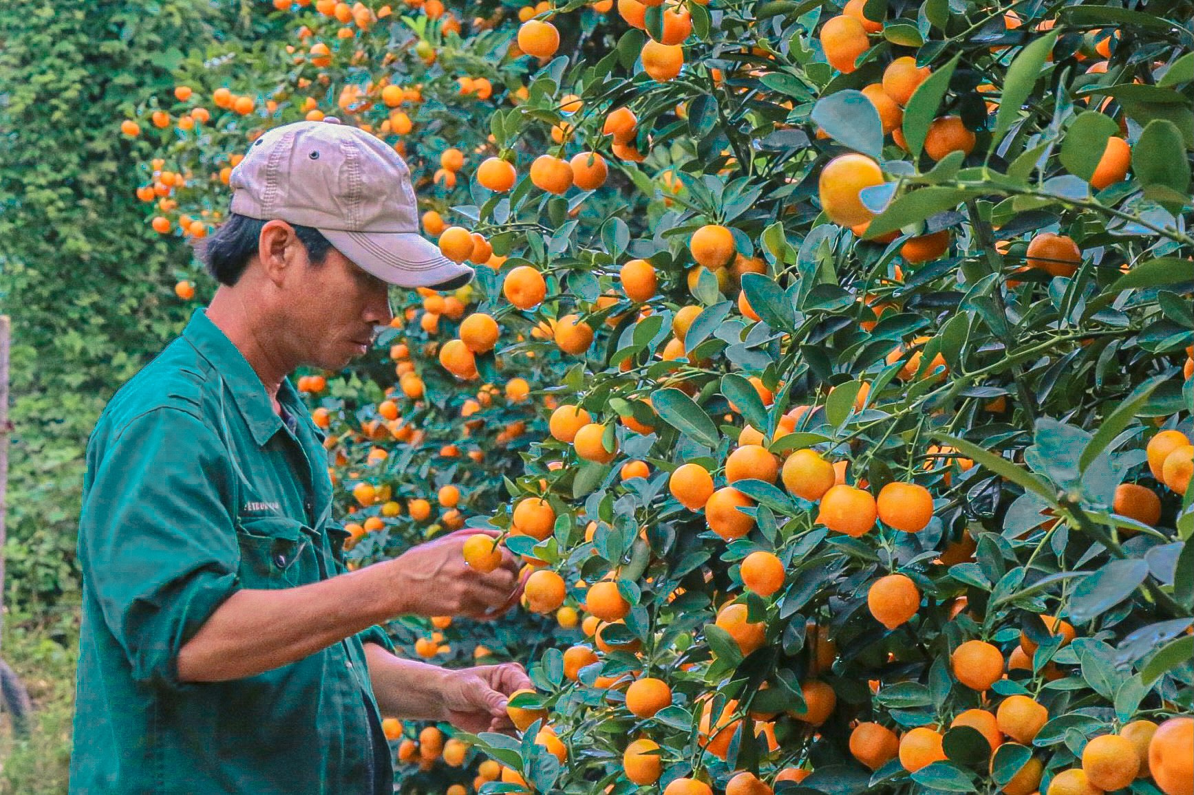 The largest kumquat village in the Central region 'burns' during Tet season photo 7