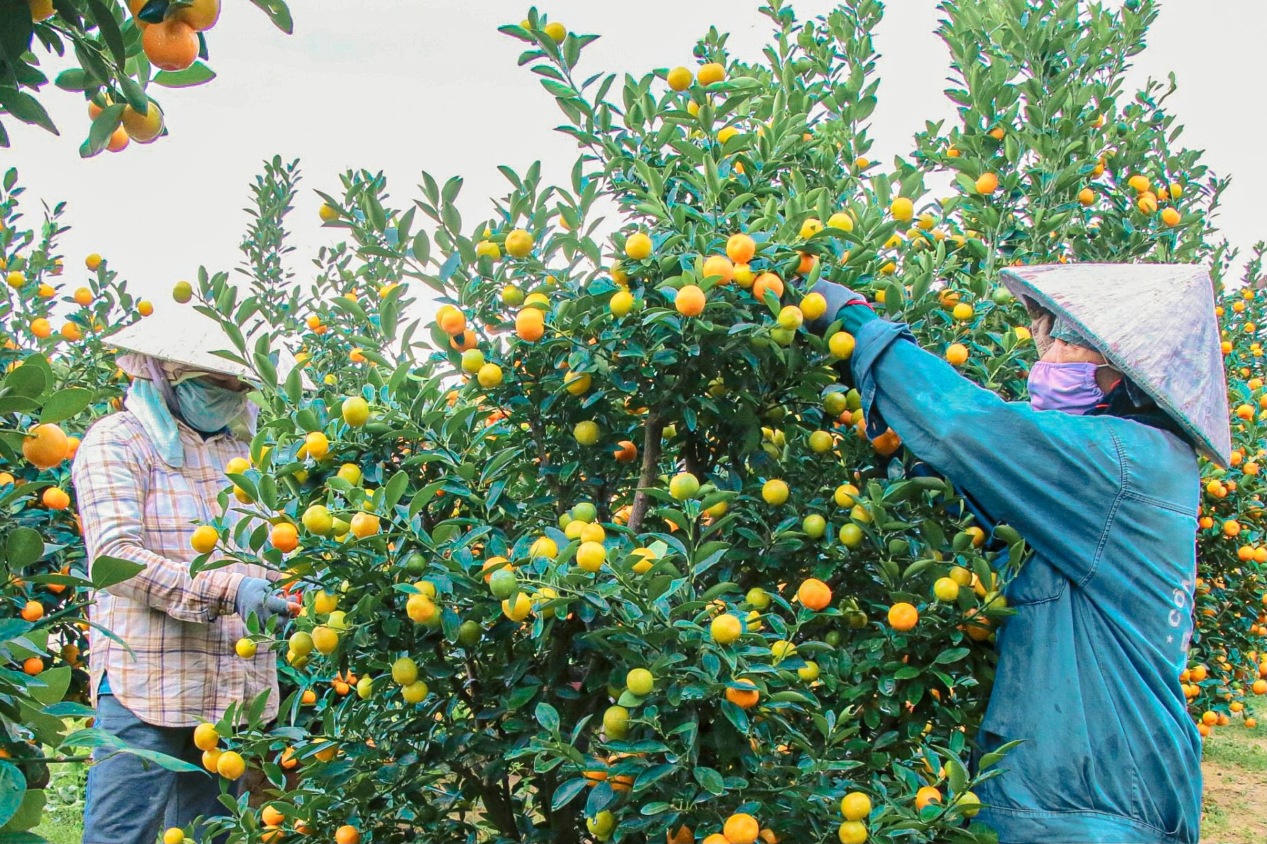 The largest kumquat village in the Central region 'burns' during Tet season photo 2