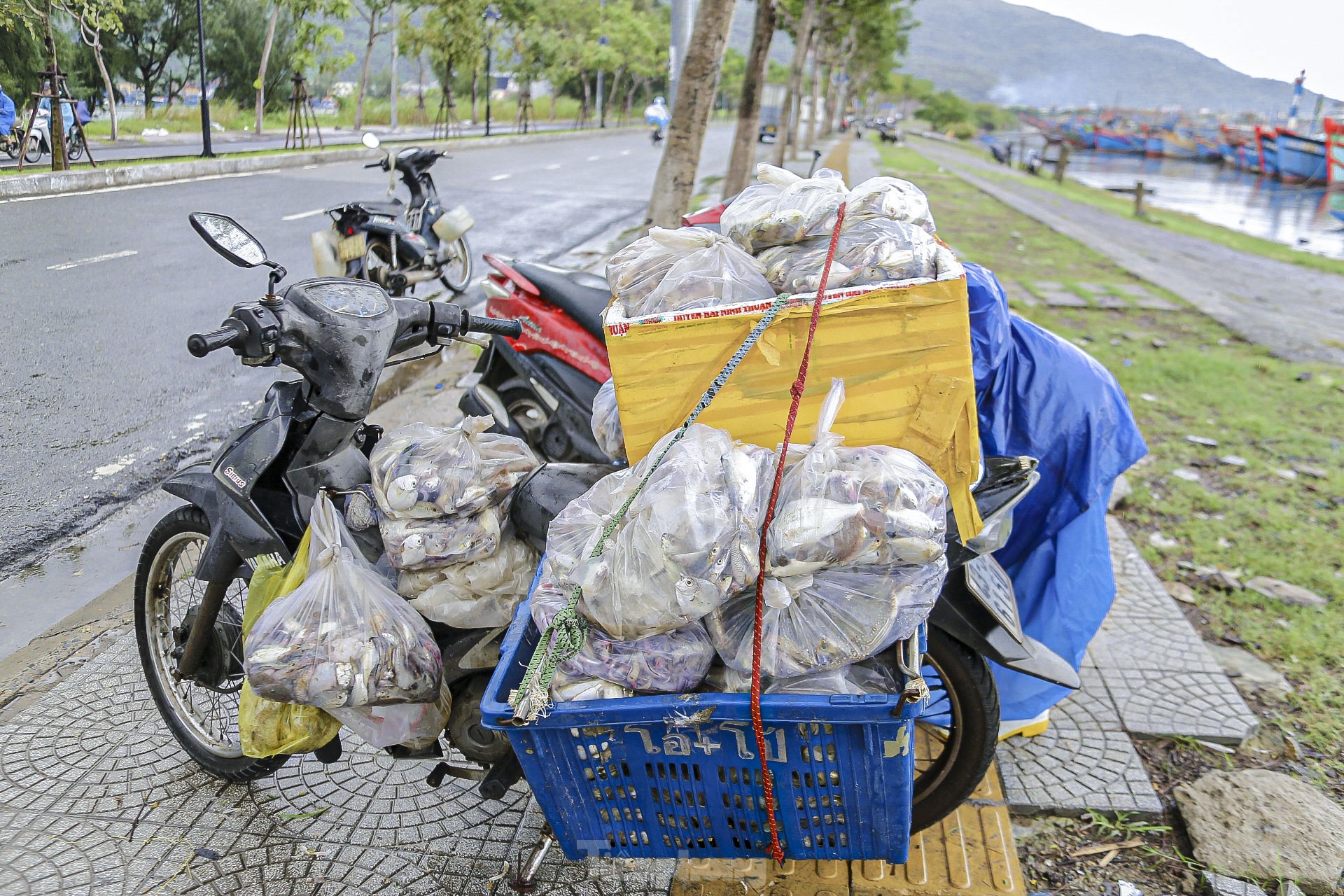 Ngư dân Đà Nẵng đánh bắt gần bờ, thu tiền triệu sau bão ảnh 16