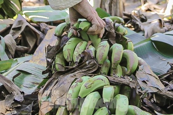 Hàng nghìn cây chuối đổ rạp, nông dân Đà Nẵng khóc ròng ảnh 9