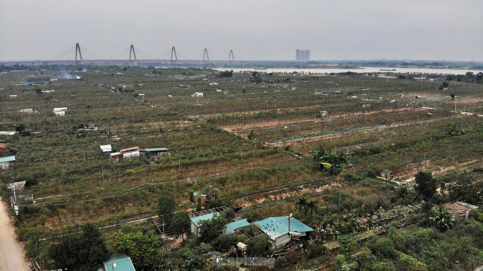 Chiêm ngưỡng 'vua của các loài đào' nằm phòng điều hoà chờ hoa nở đúng dịp Tết Nguyên đán ảnh 13