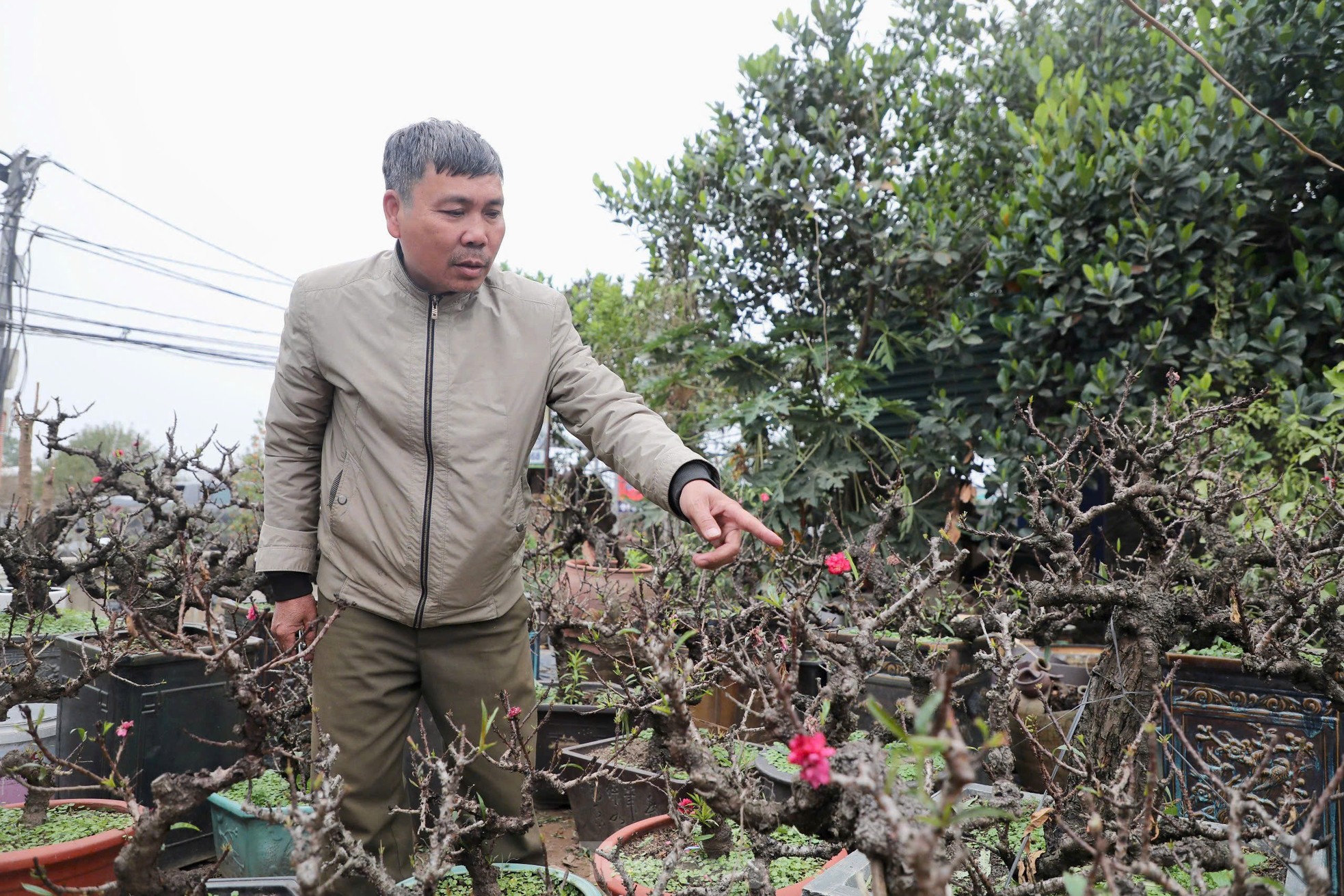 Chiêm ngưỡng 'vua của các loài đào' nằm phòng điều hoà chờ hoa nở đúng dịp Tết Nguyên đán ảnh 5