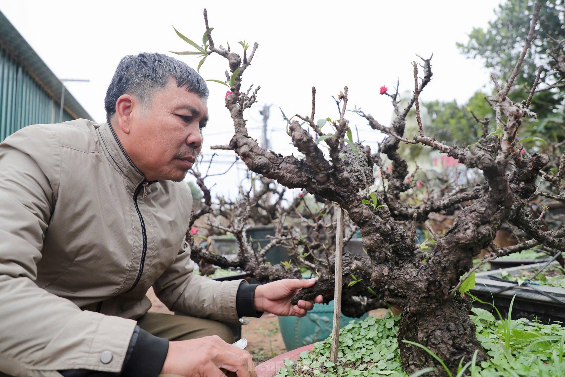 Chiêm ngưỡng 'vua của các loài đào' nằm phòng điều hoà chờ hoa nở đúng dịp Tết Nguyên đán ảnh 6