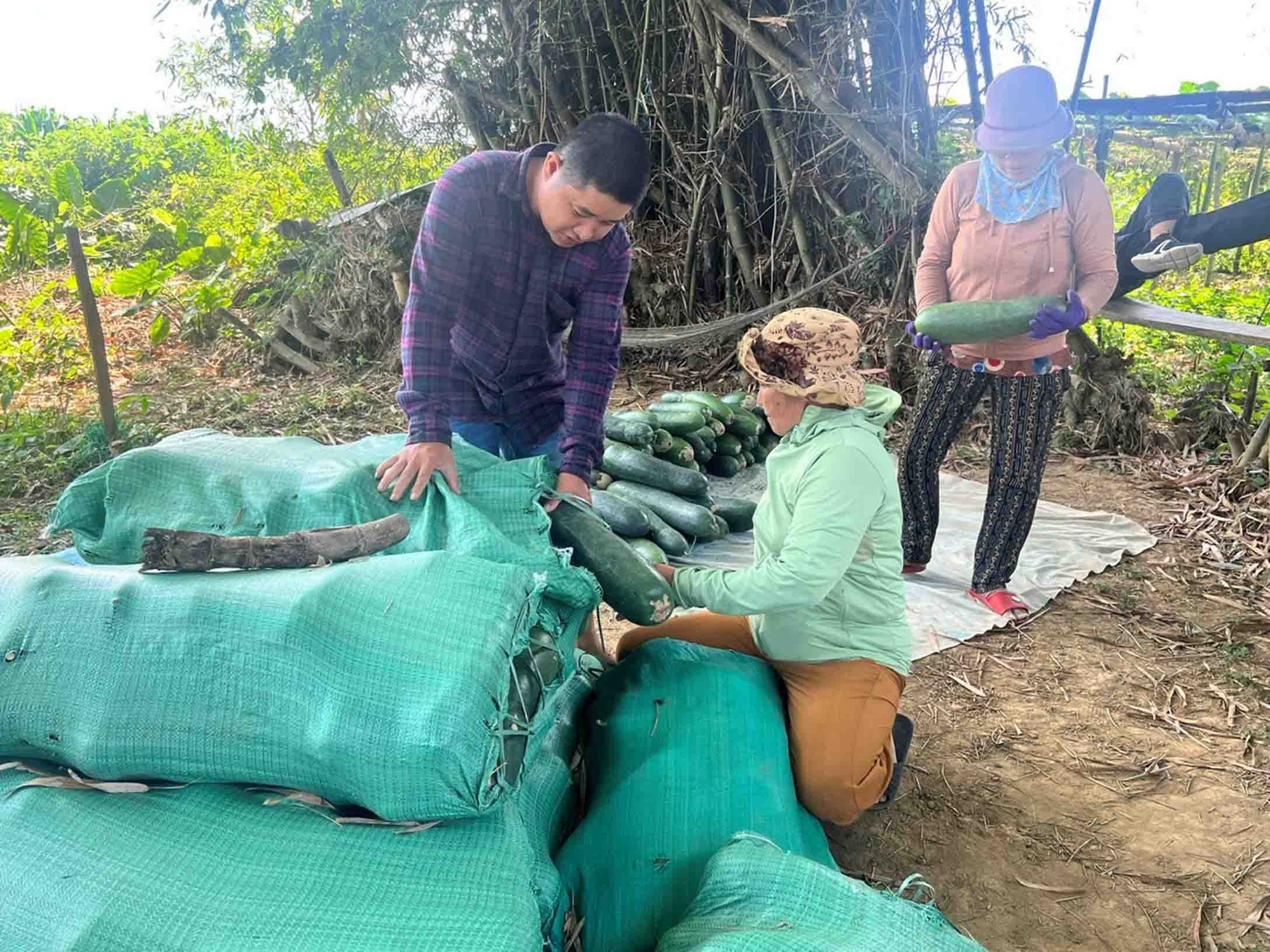 Nông dân lao đao với bí đao ảnh 6