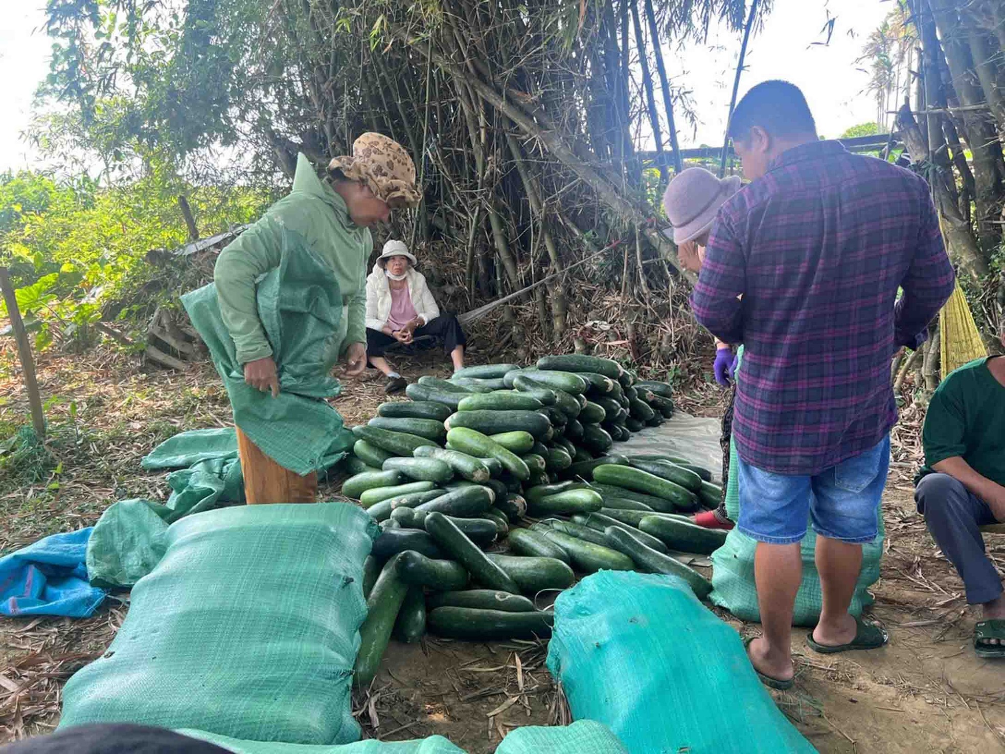 Nông dân lao đao với bí đao ảnh 1