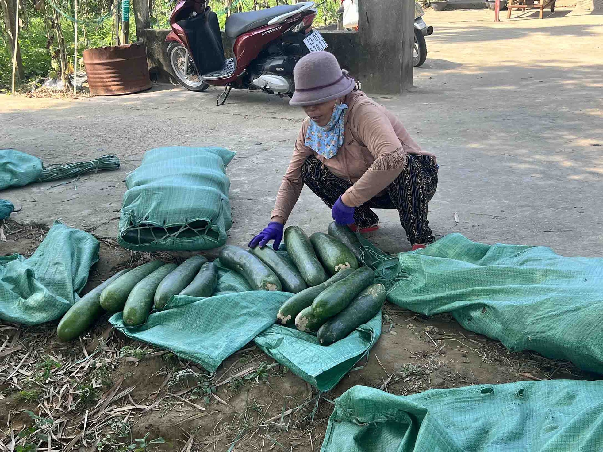 Nông dân lao đao với bí đao ảnh 9