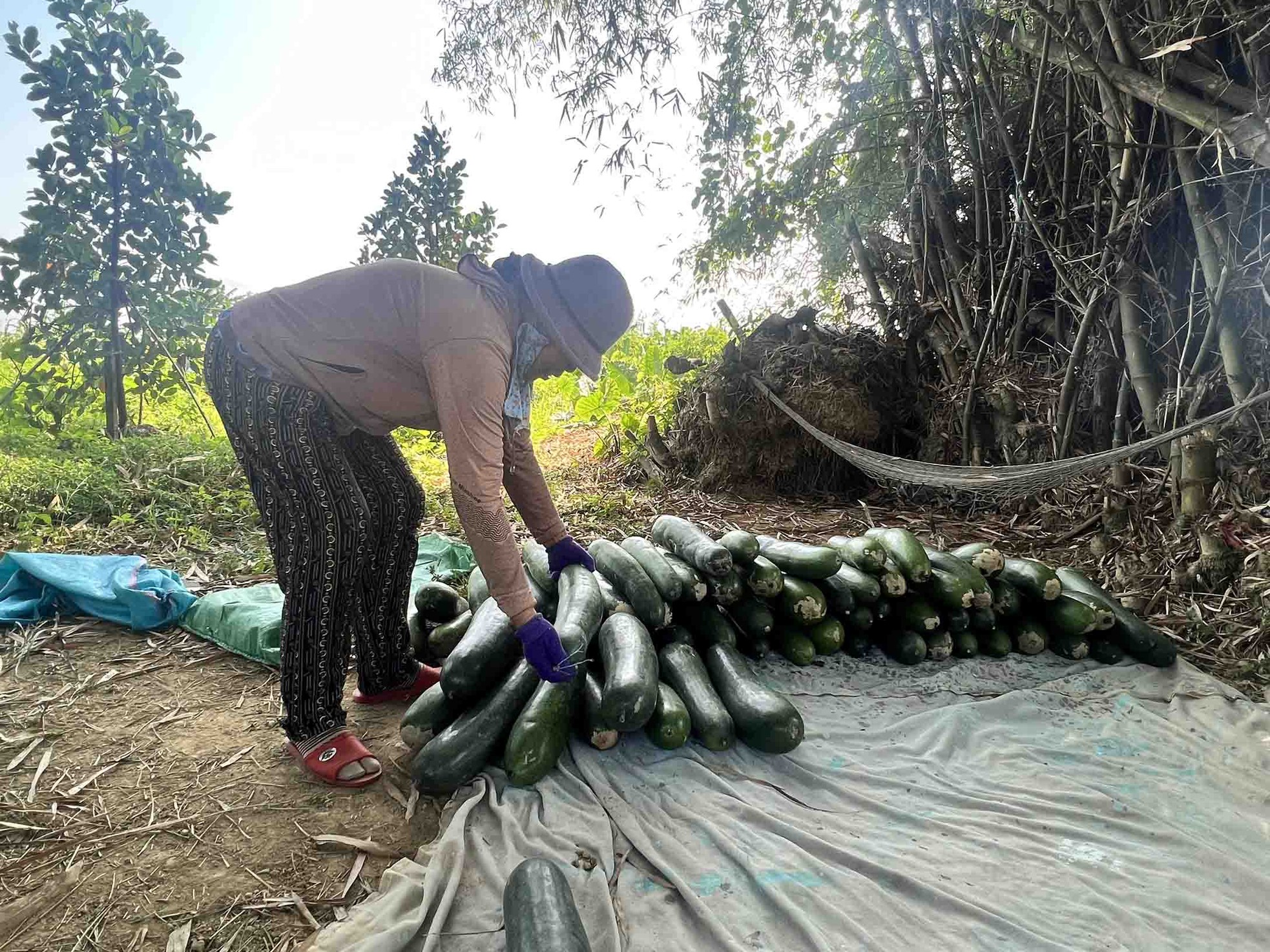 Nông dân lao đao với bí đao ảnh 10