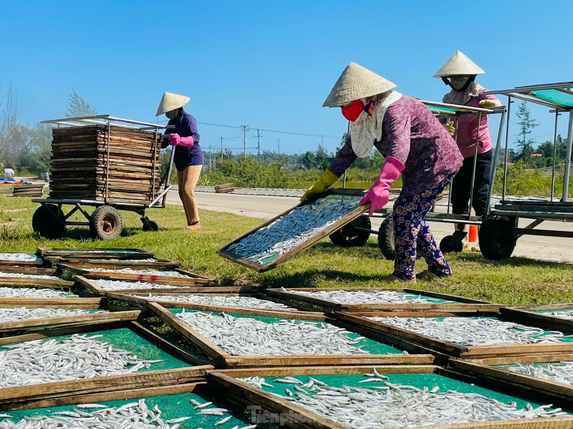 Ngư dân 'hốt bạc' vì trúng đậm mẻ cá lớn trong đêm ảnh 19