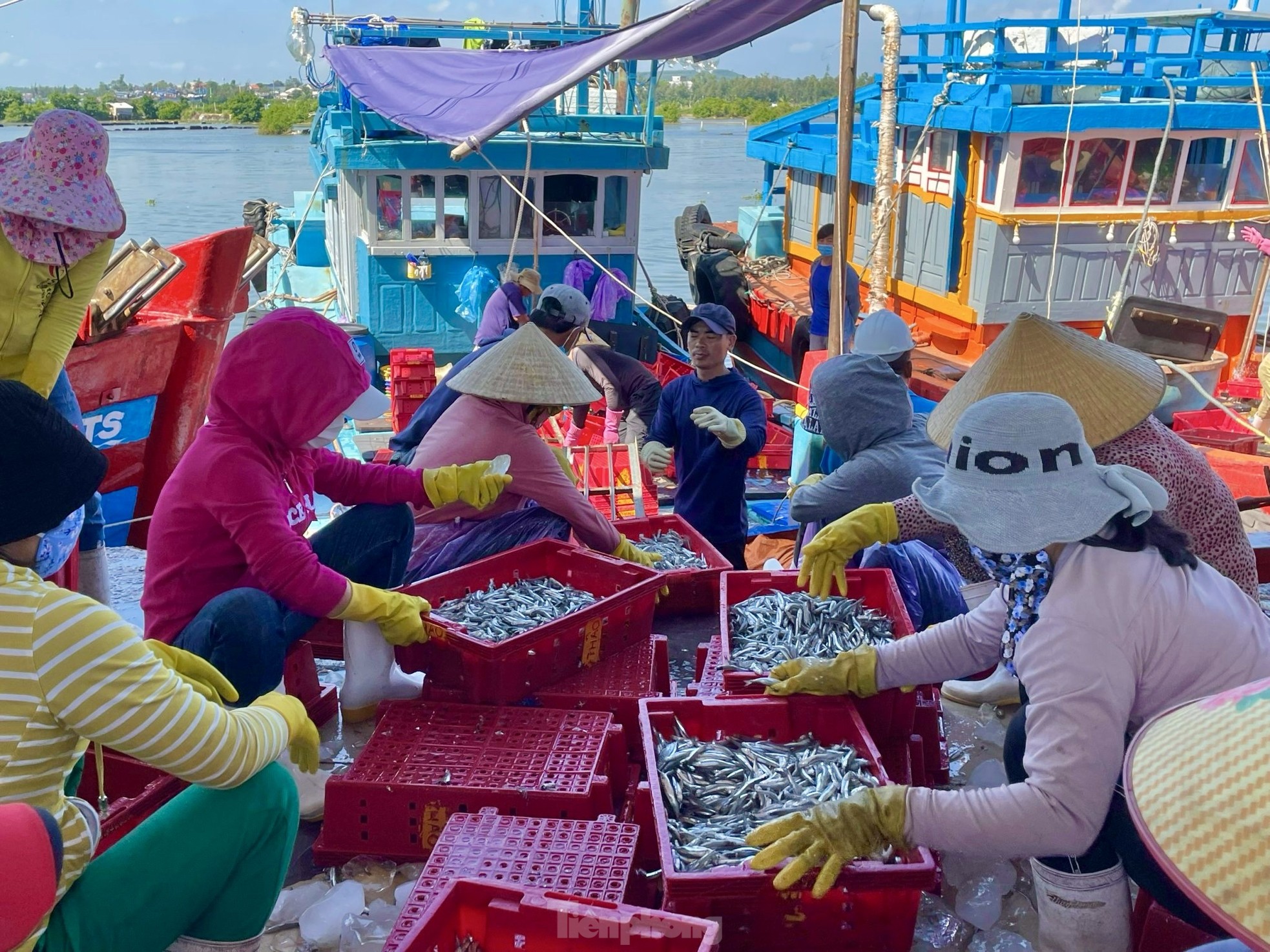 Ngư dân 'hốt bạc' vì trúng đậm mẻ cá lớn trong đêm ảnh 10