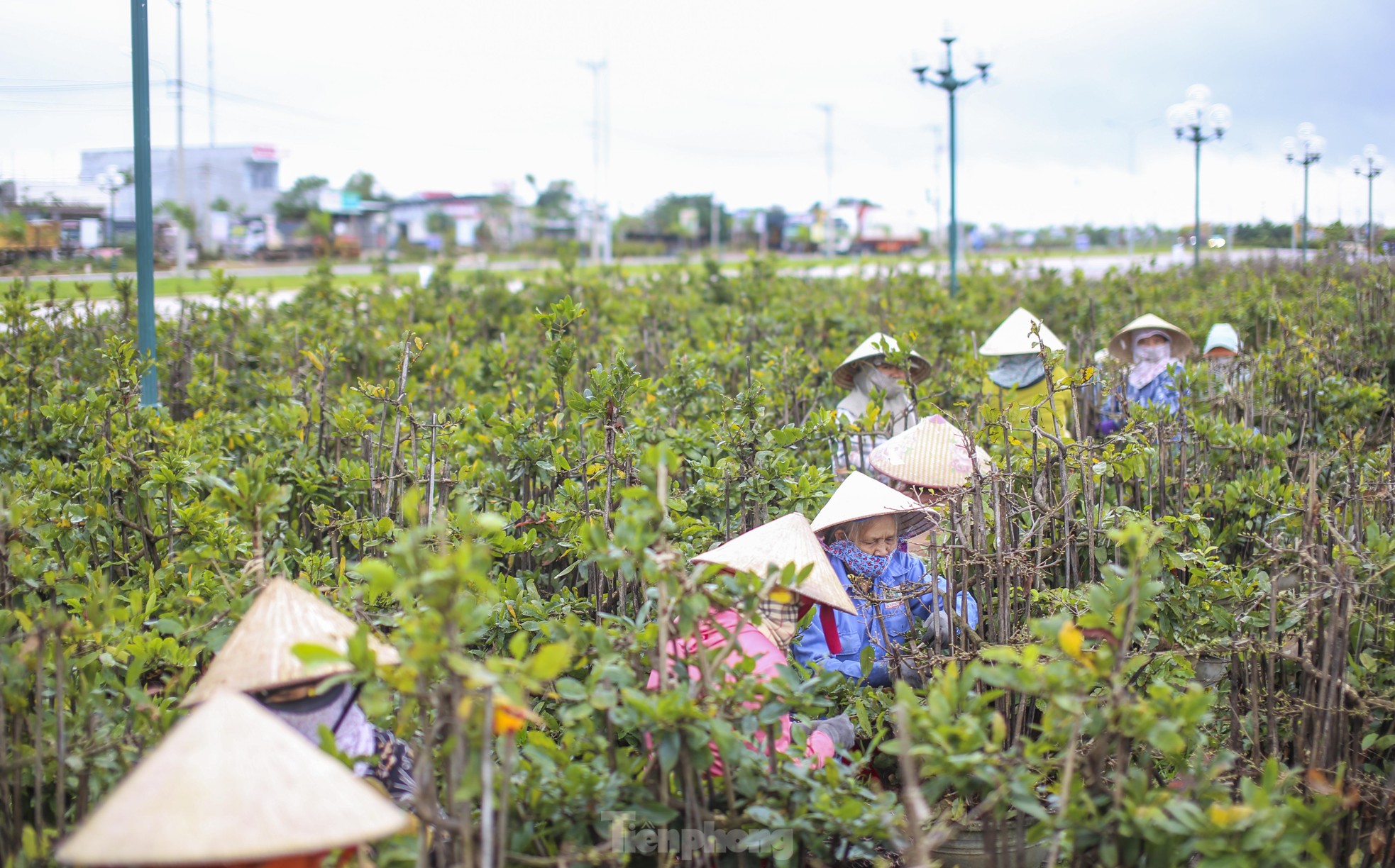 Thủ phủ mai vàng miền Trung 'thay áo' mới đón Tết ảnh 3