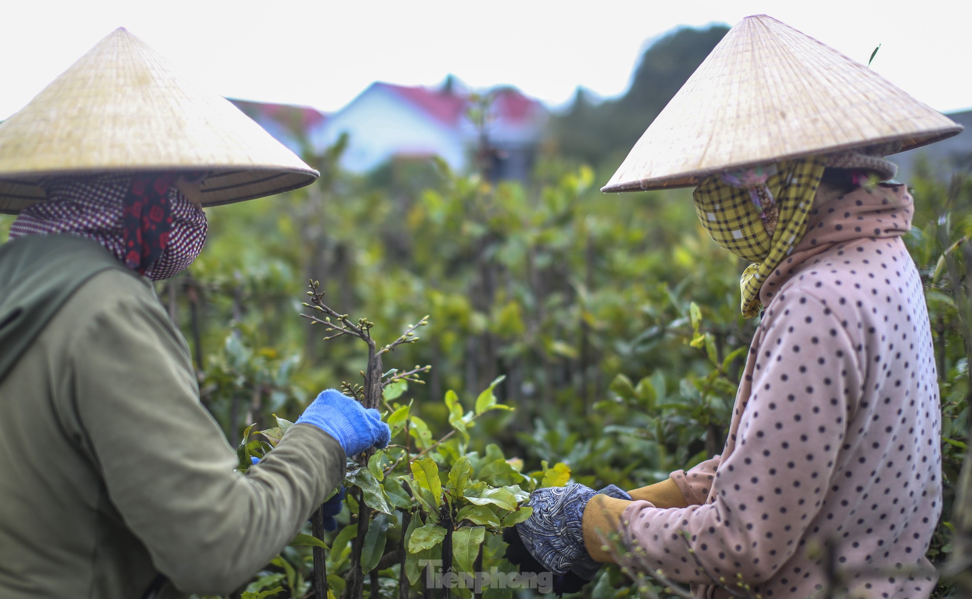 Thủ phủ mai vàng miền Trung 'thay áo' mới đón Tết ảnh 9