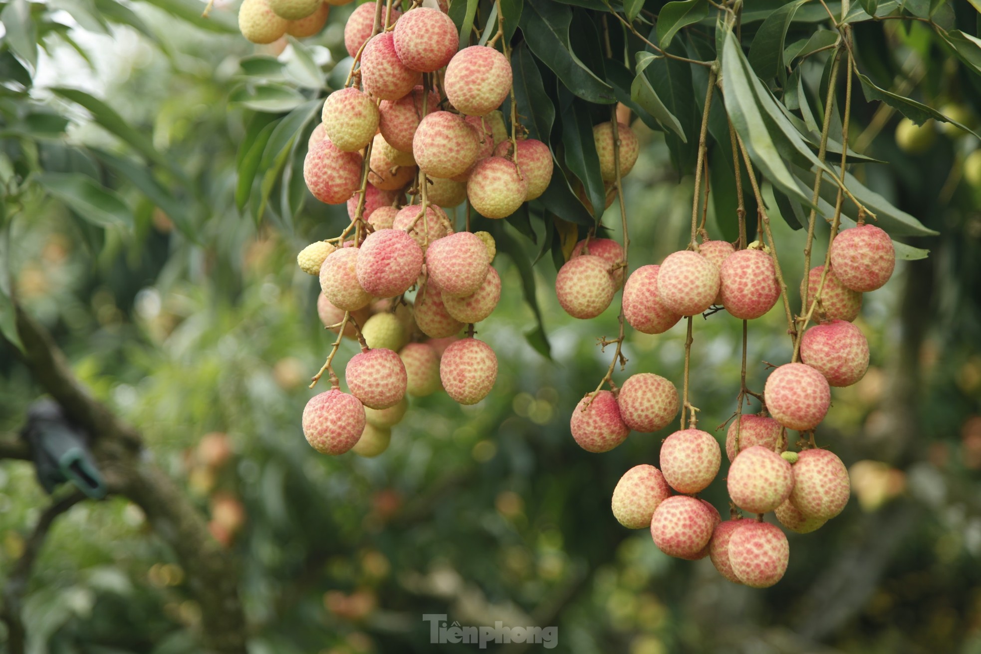 Hiếm hoi vườn vải thiều trĩu quả trong năm Bắc Giang mất mùa - Ảnh 1.