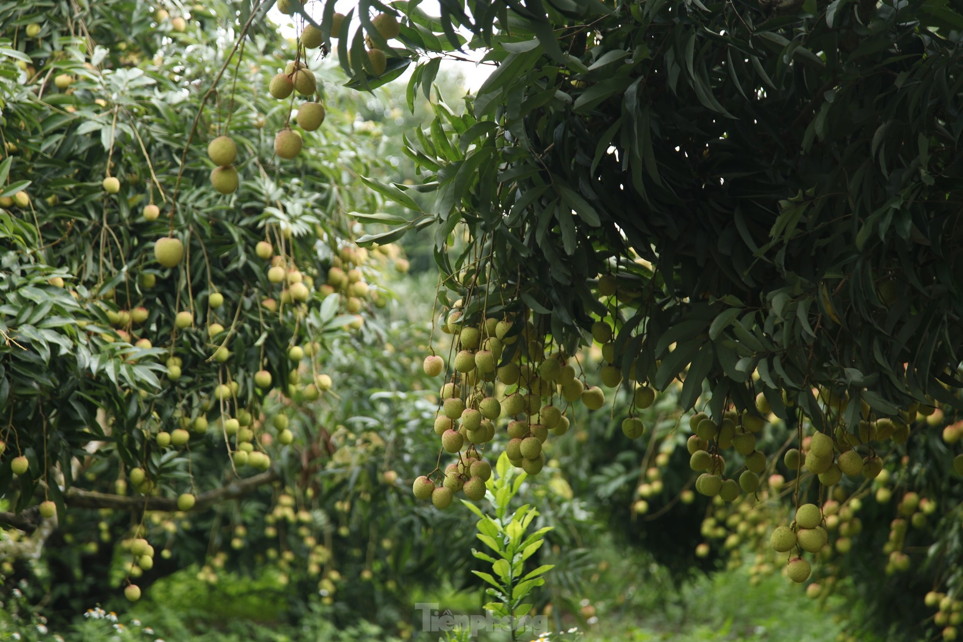 Hiếm hoi vườn vải thiều trĩu quả trong năm Bắc Giang mất mùa - Ảnh 7.