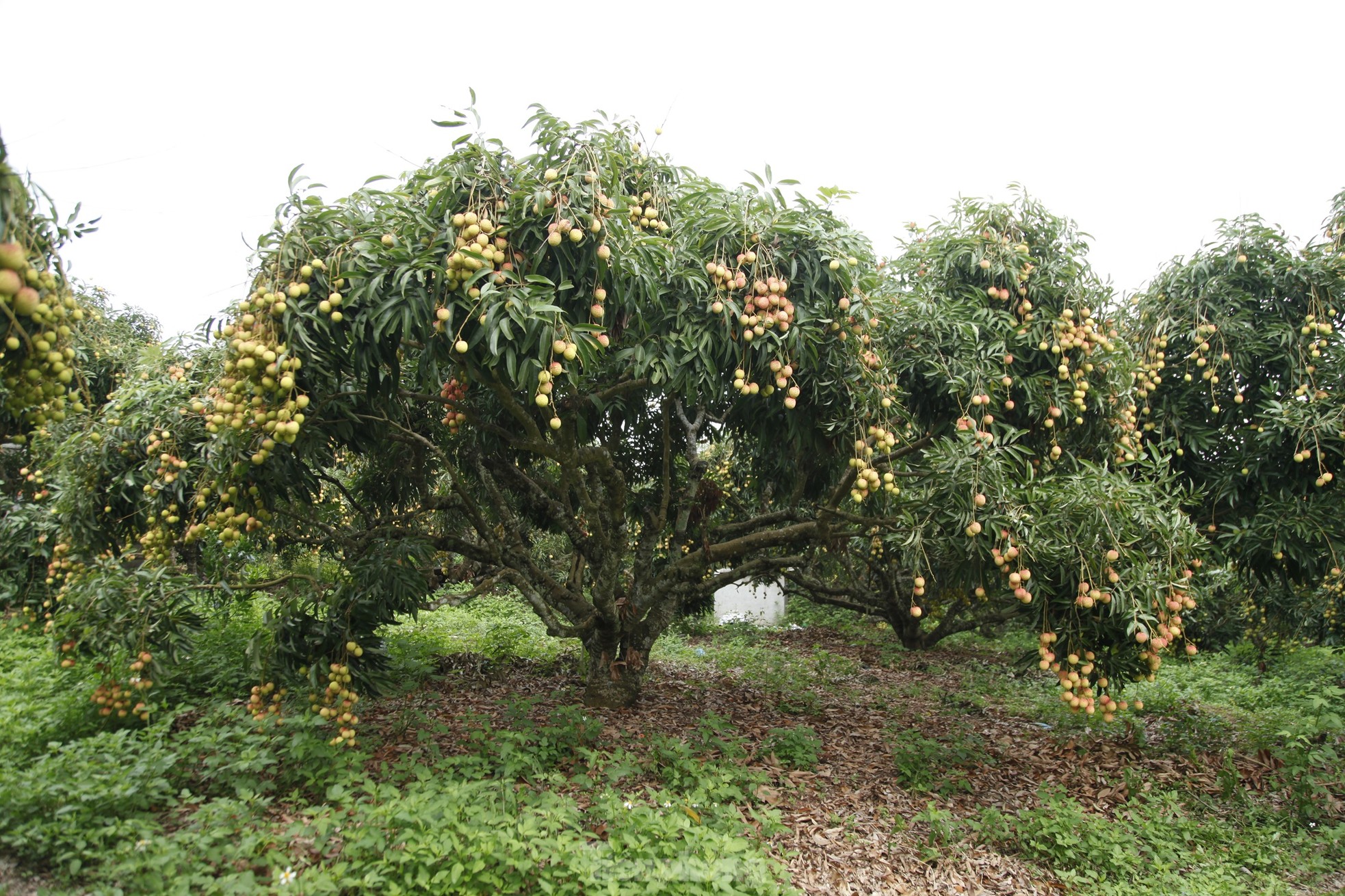 Hiếm hoi vườn vải thiều trĩu quả trong năm Bắc Giang mất mùa - Ảnh 9.