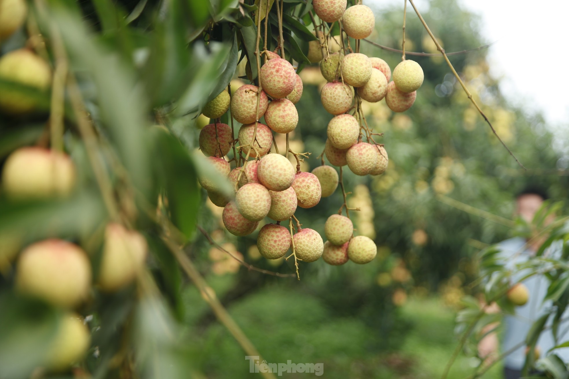 Hiếm hoi vườn vải thiều trĩu quả trong năm Bắc Giang mất mùa - Ảnh 6.