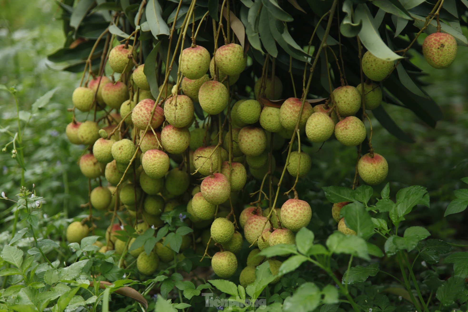 Hiếm hoi vườn vải thiều trĩu quả trong năm Bắc Giang mất mùa - Ảnh 3.