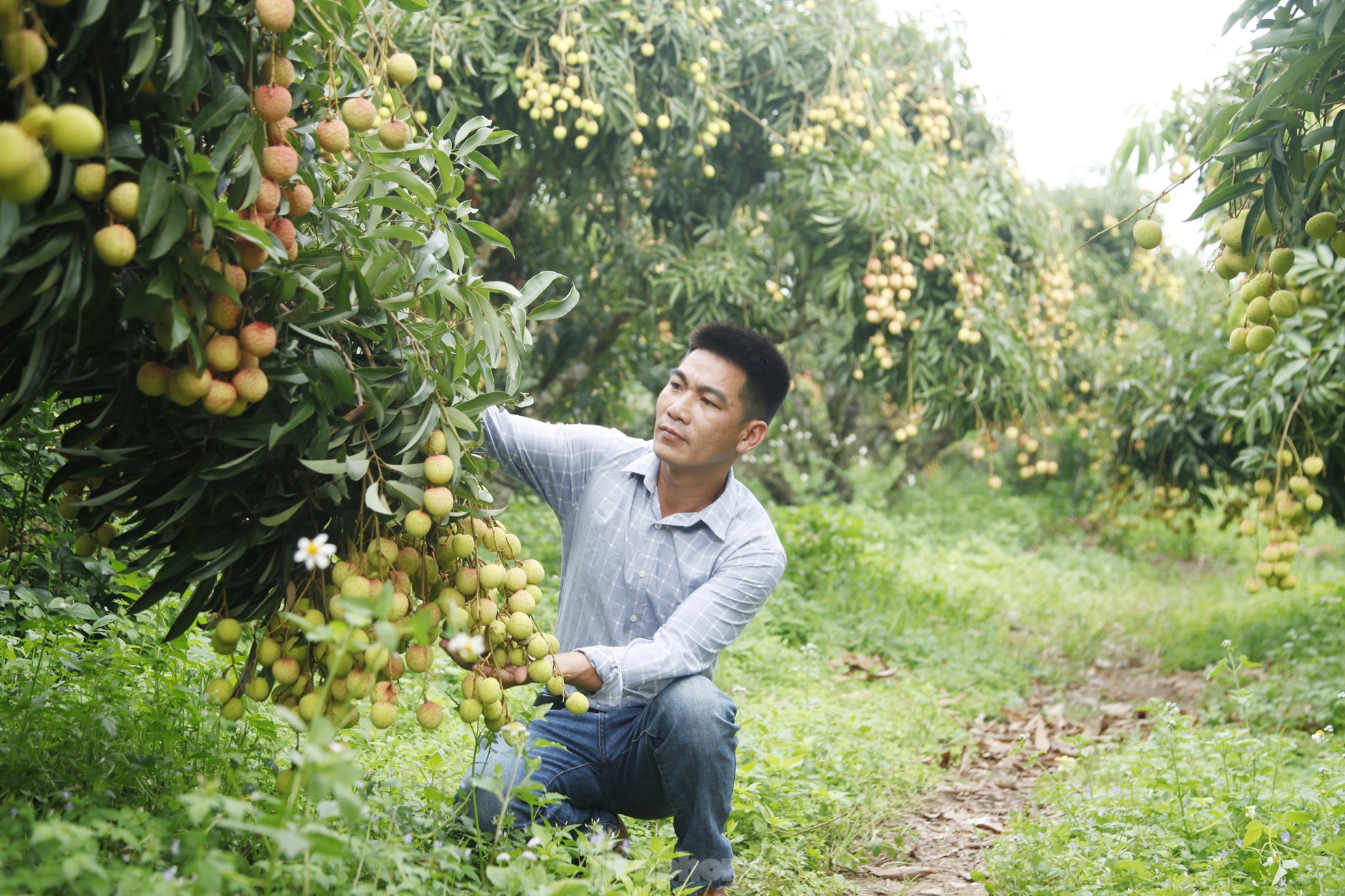 Hiếm hoi vườn vải thiều trĩu quả trong năm Bắc Giang mất mùa - Ảnh 2.