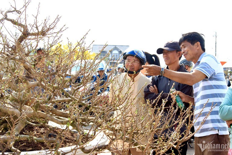 Lão nông 'hét' giá 1 tỷ mới bán cây mai thế độc hơn 30 tuổi ảnh 12