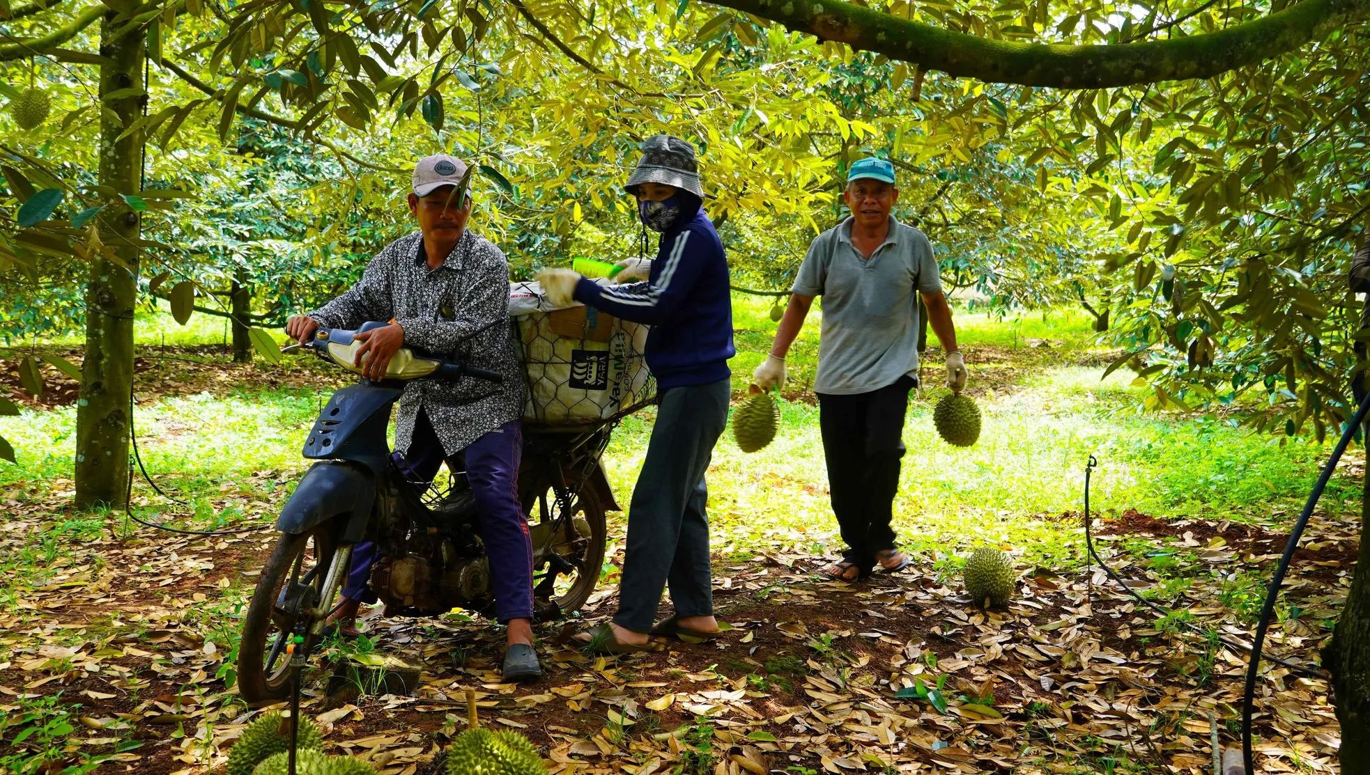 Hình ảnh nông dân Bà Rịa - Vũng Tàu tất bật thu hoạch sầu riêng xuất khẩu đi Trung Quốc ảnh 1
