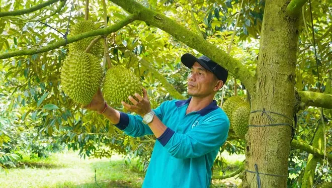 Hình ảnh nông dân Bà Rịa - Vũng Tàu tất bật thu hoạch sầu riêng xuất khẩu đi Trung Quốc ảnh 11