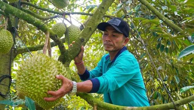 Hình ảnh nông dân Bà Rịa - Vũng Tàu tất bật thu hoạch sầu riêng xuất khẩu đi Trung Quốc ảnh 12