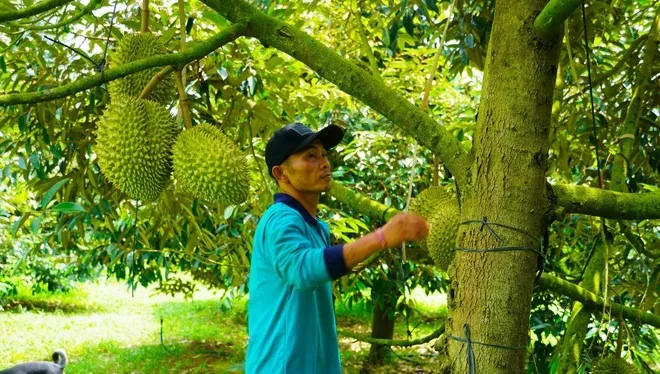 Hình ảnh nông dân Bà Rịa - Vũng Tàu tất bật thu hoạch sầu riêng xuất khẩu đi Trung Quốc ảnh 13