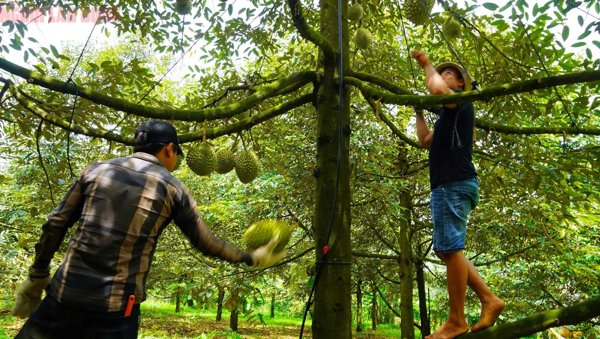 Hình ảnh nông dân Bà Rịa - Vũng Tàu tất bật thu hoạch sầu riêng xuất khẩu đi Trung Quốc ảnh 15