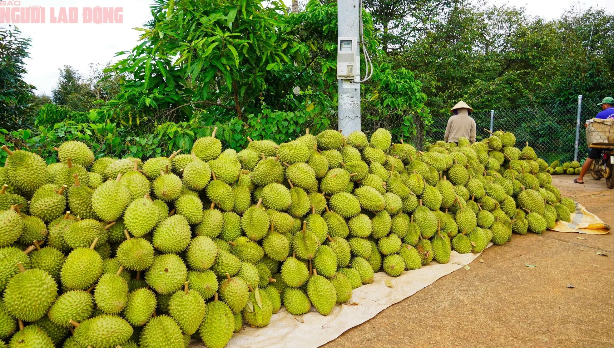 Hình ảnh nông dân Bà Rịa - Vũng Tàu tất bật thu hoạch sầu riêng xuất khẩu đi Trung Quốc ảnh 17
