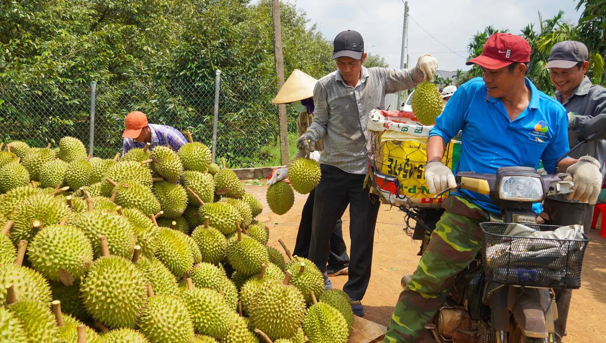 Hình ảnh nông dân Bà Rịa - Vũng Tàu tất bật thu hoạch sầu riêng xuất khẩu đi Trung Quốc ảnh 3
