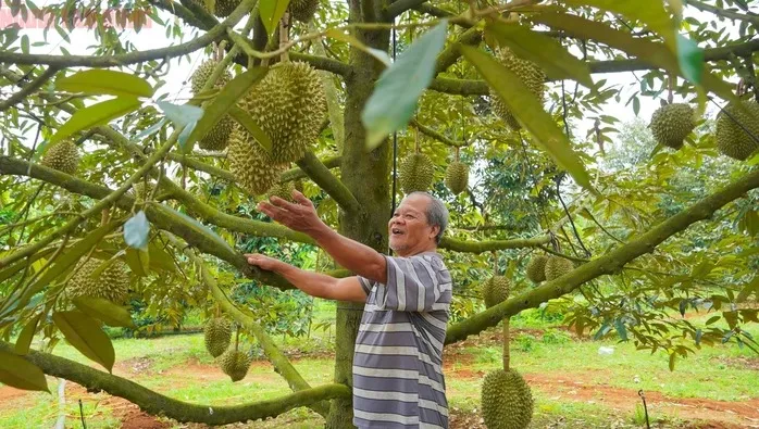 Hình ảnh nông dân Bà Rịa - Vũng Tàu tất bật thu hoạch sầu riêng xuất khẩu đi Trung Quốc ảnh 7