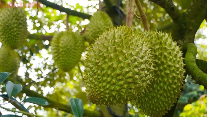 Hình ảnh nông dân Bà Rịa - Vũng Tàu tất bật thu hoạch sầu riêng xuất khẩu đi Trung Quốc ảnh 8
