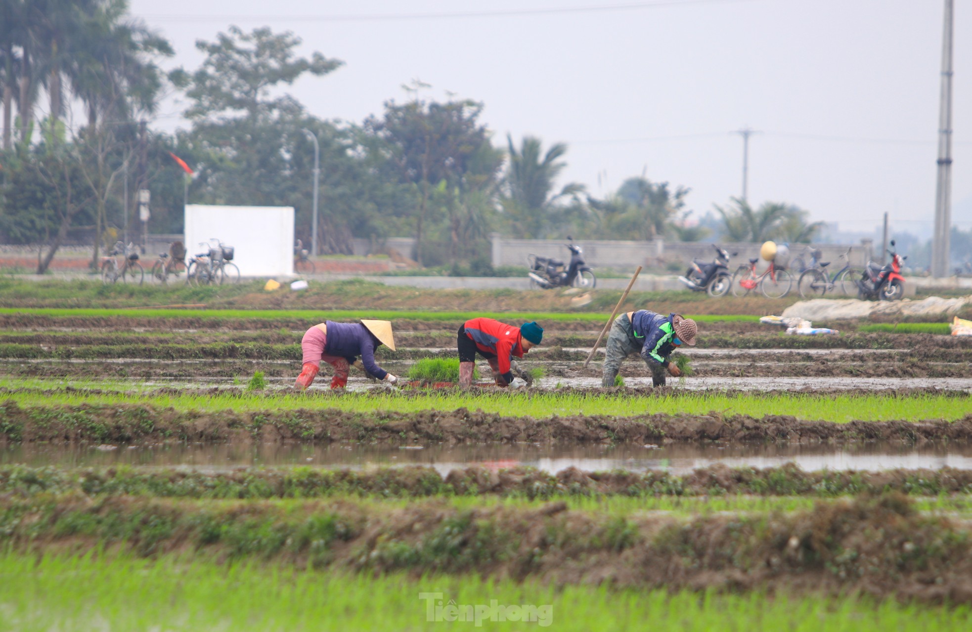 Người nông dân ‘bán mặt cho đất, bán lưng cho trời’ kiếm nửa triệu đồng ngày giáp Tết ảnh 7