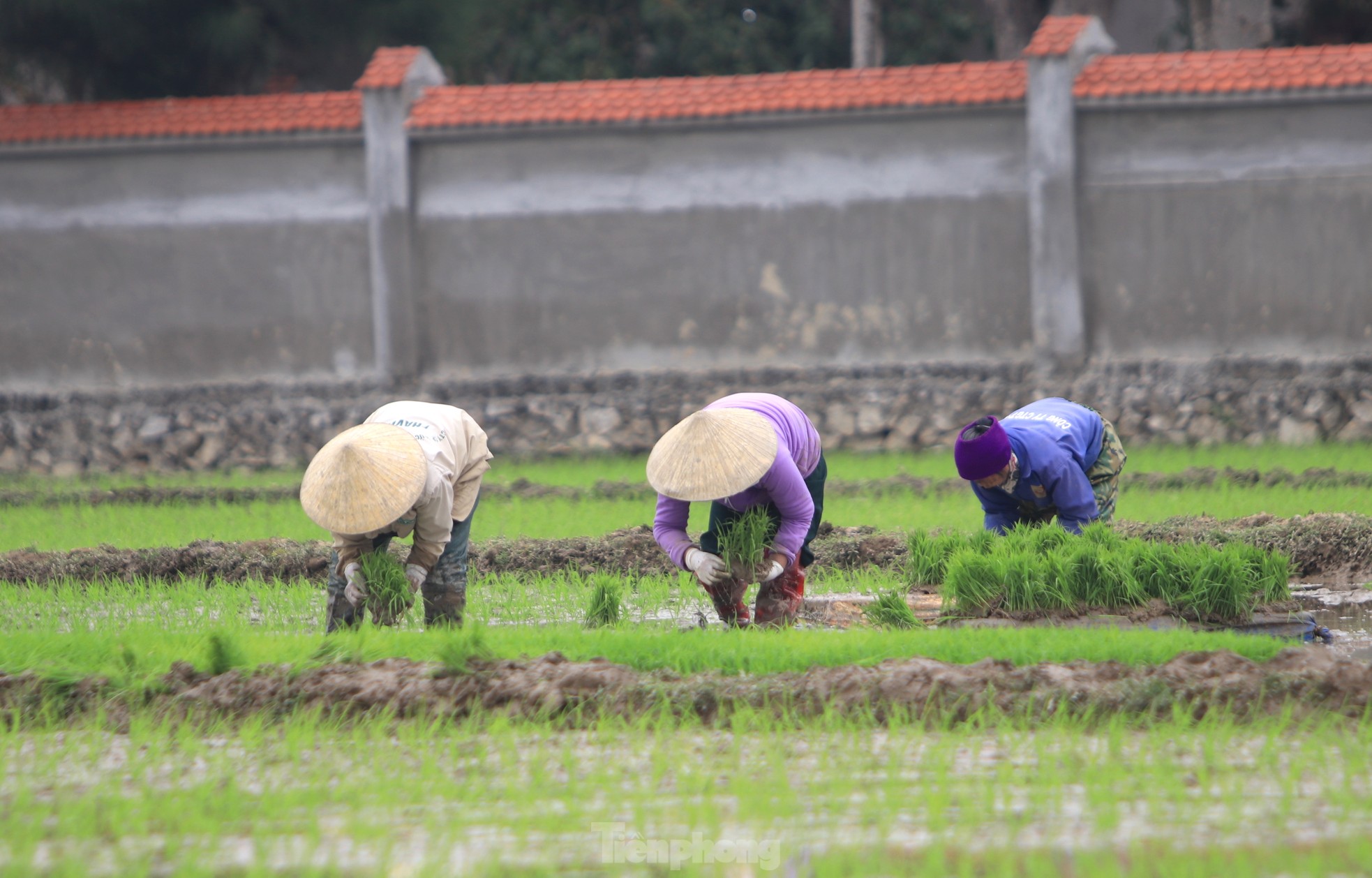 Người nông dân ‘bán mặt cho đất, bán lưng cho trời’ kiếm nửa triệu đồng ngày giáp Tết ảnh 14