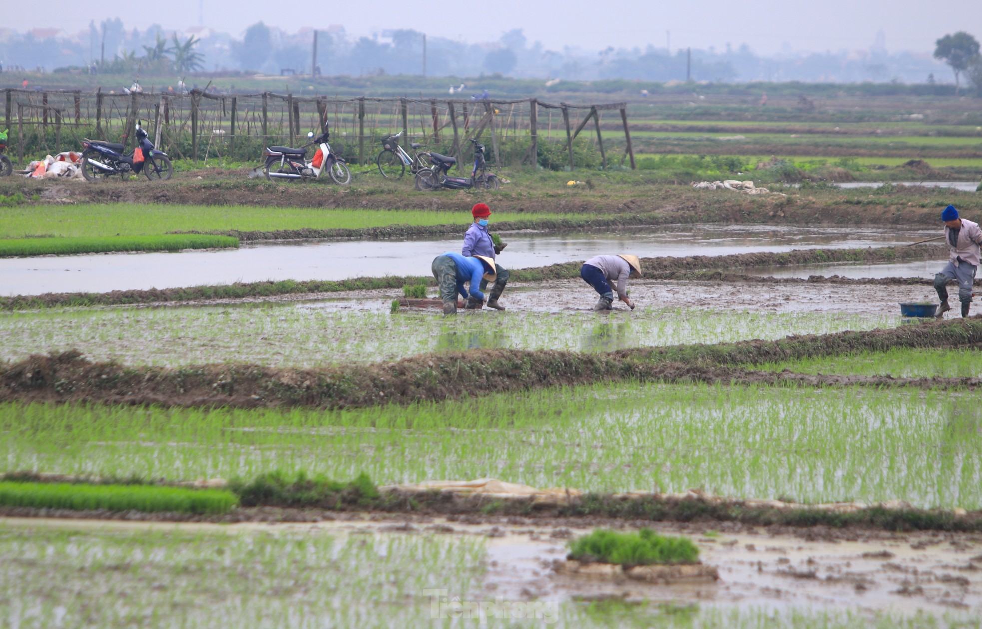 Người nông dân ‘bán mặt cho đất, bán lưng cho trời’ kiếm nửa triệu đồng ngày giáp Tết ảnh 6