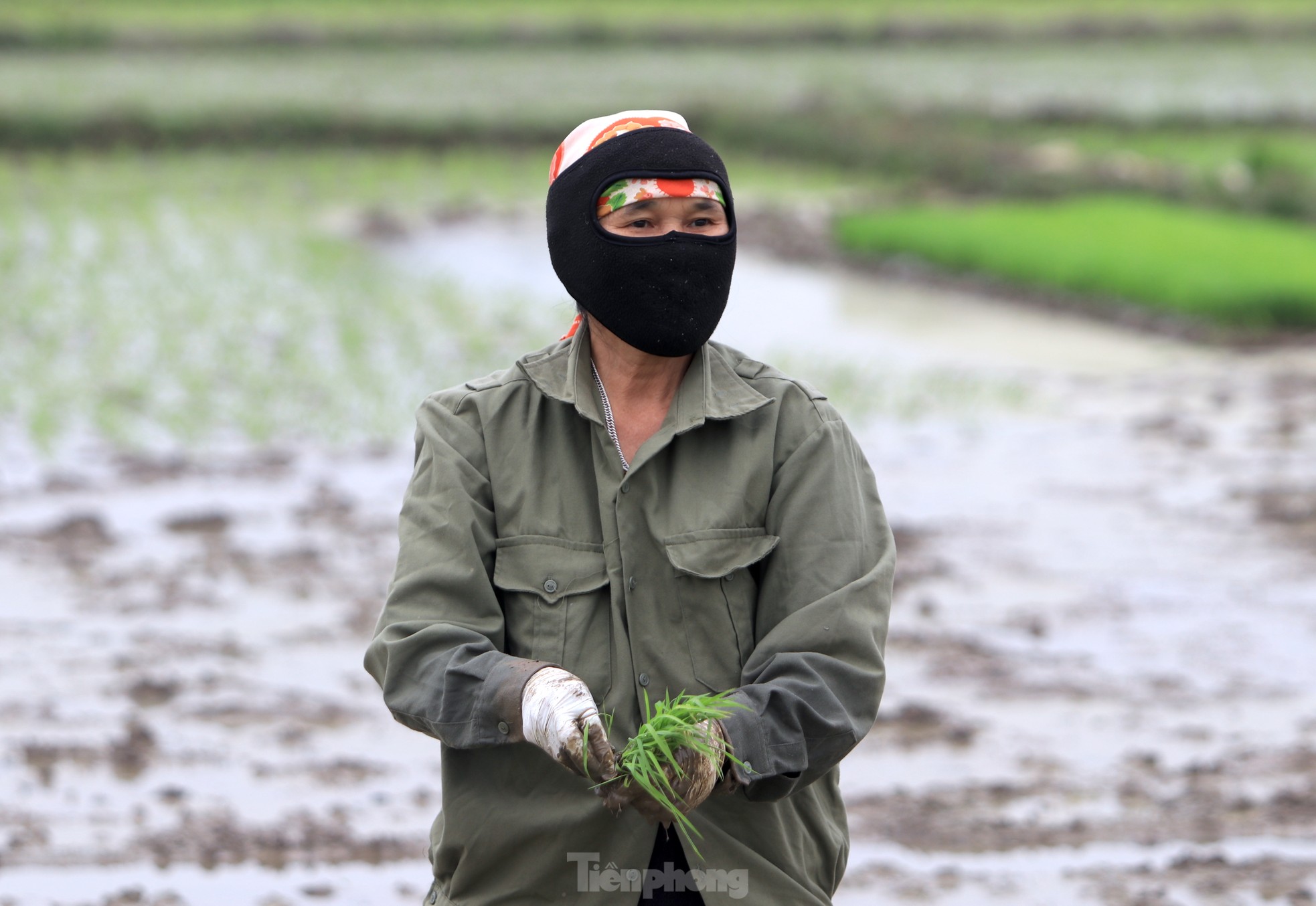 Người nông dân ‘bán mặt cho đất, bán lưng cho trời’ kiếm nửa triệu đồng ngày giáp Tết ảnh 15