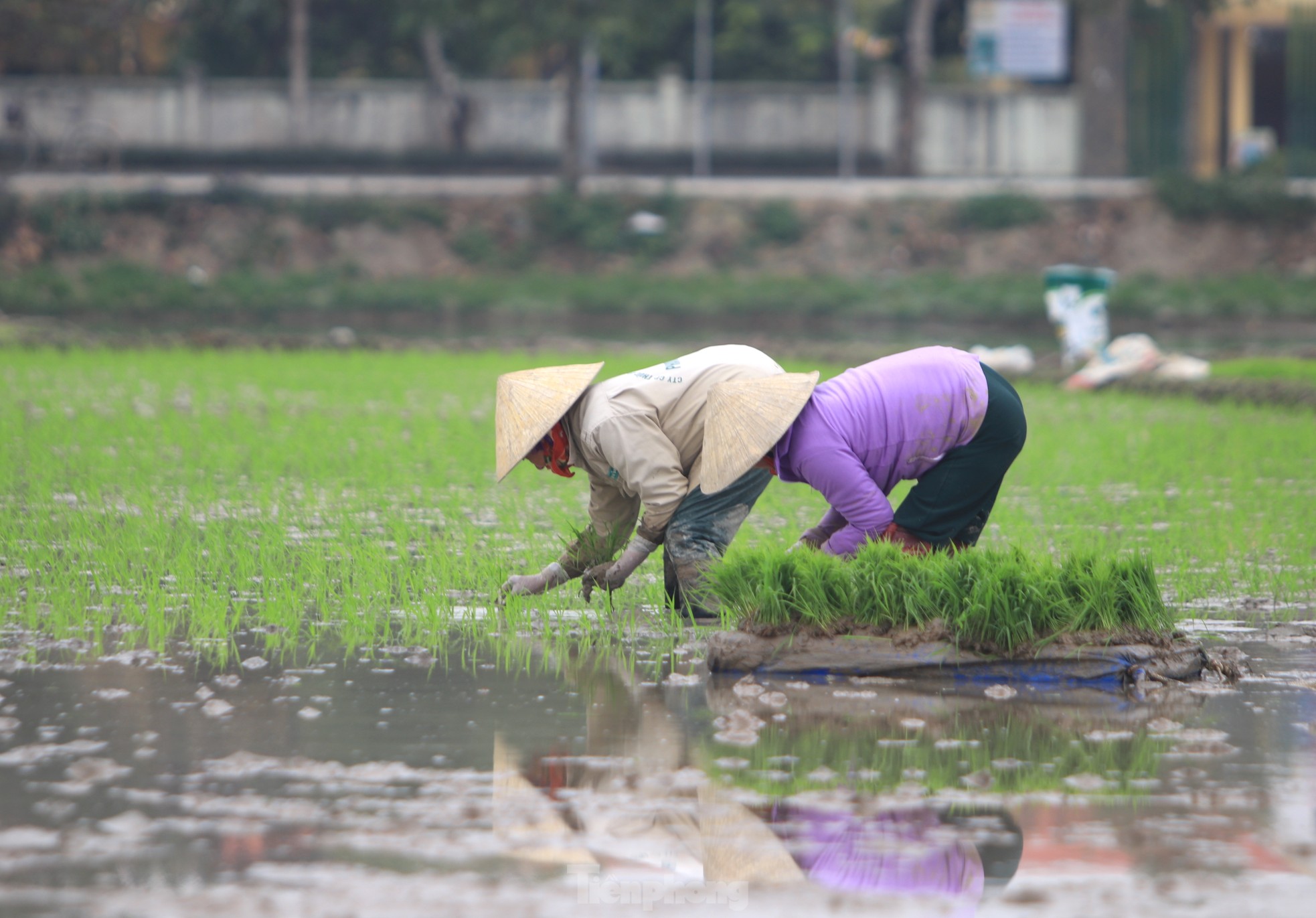 Người nông dân ‘bán mặt cho đất, bán lưng cho trời’ kiếm nửa triệu đồng ngày giáp Tết ảnh 8