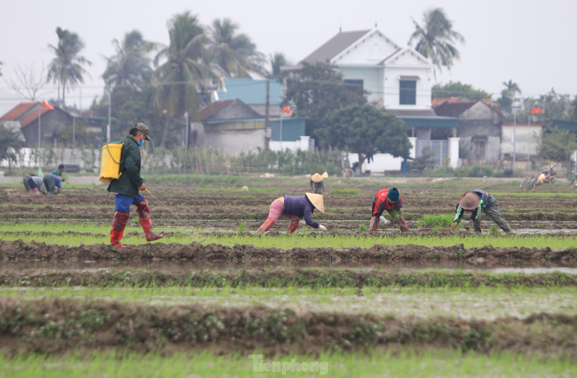 Người nông dân ‘bán mặt cho đất, bán lưng cho trời’ kiếm nửa triệu đồng ngày giáp Tết ảnh 17