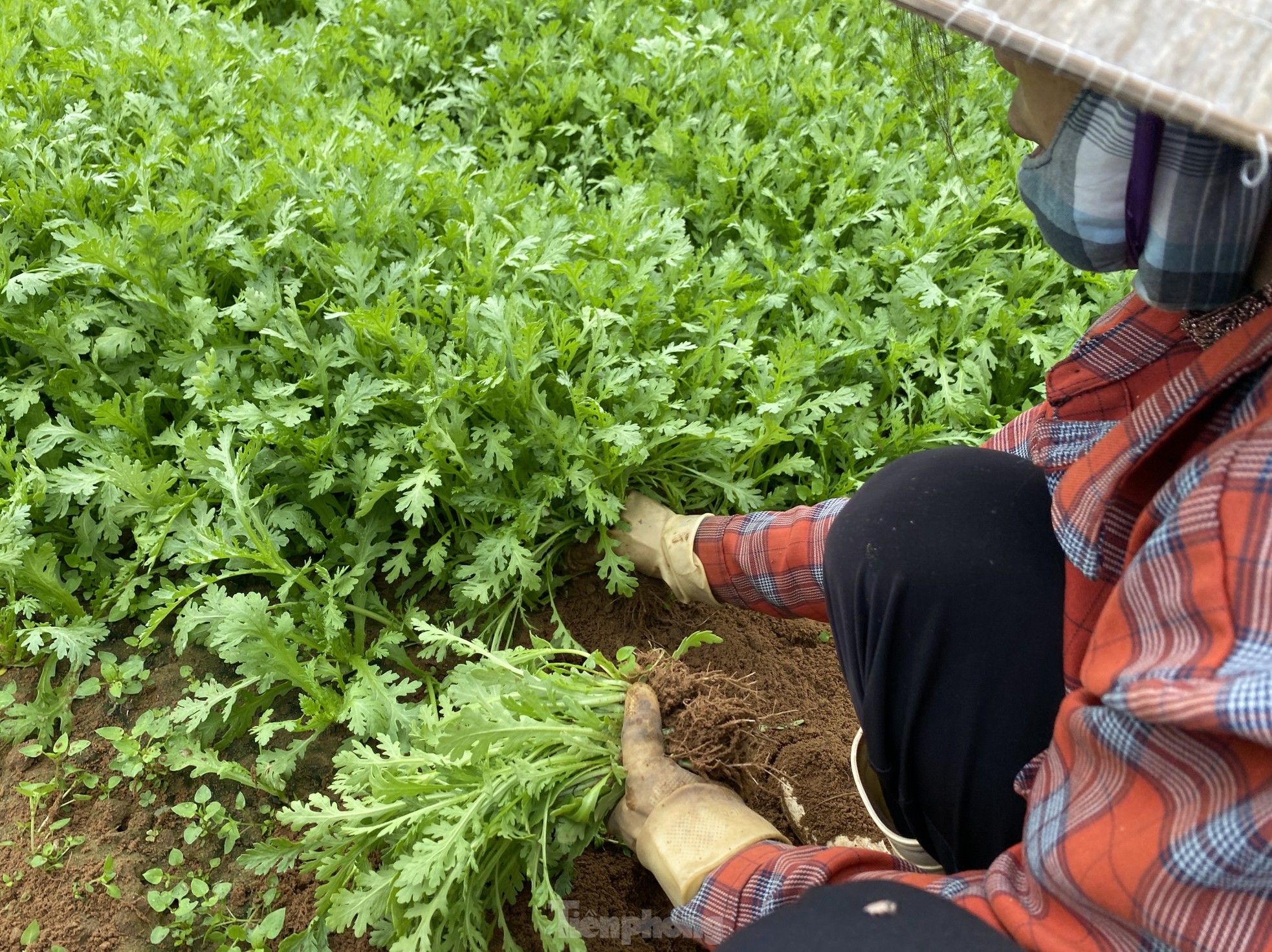 Nông dân ở vựa rau lớn nhất Nghệ An 'trúng đậm' vụ Tết ảnh 11