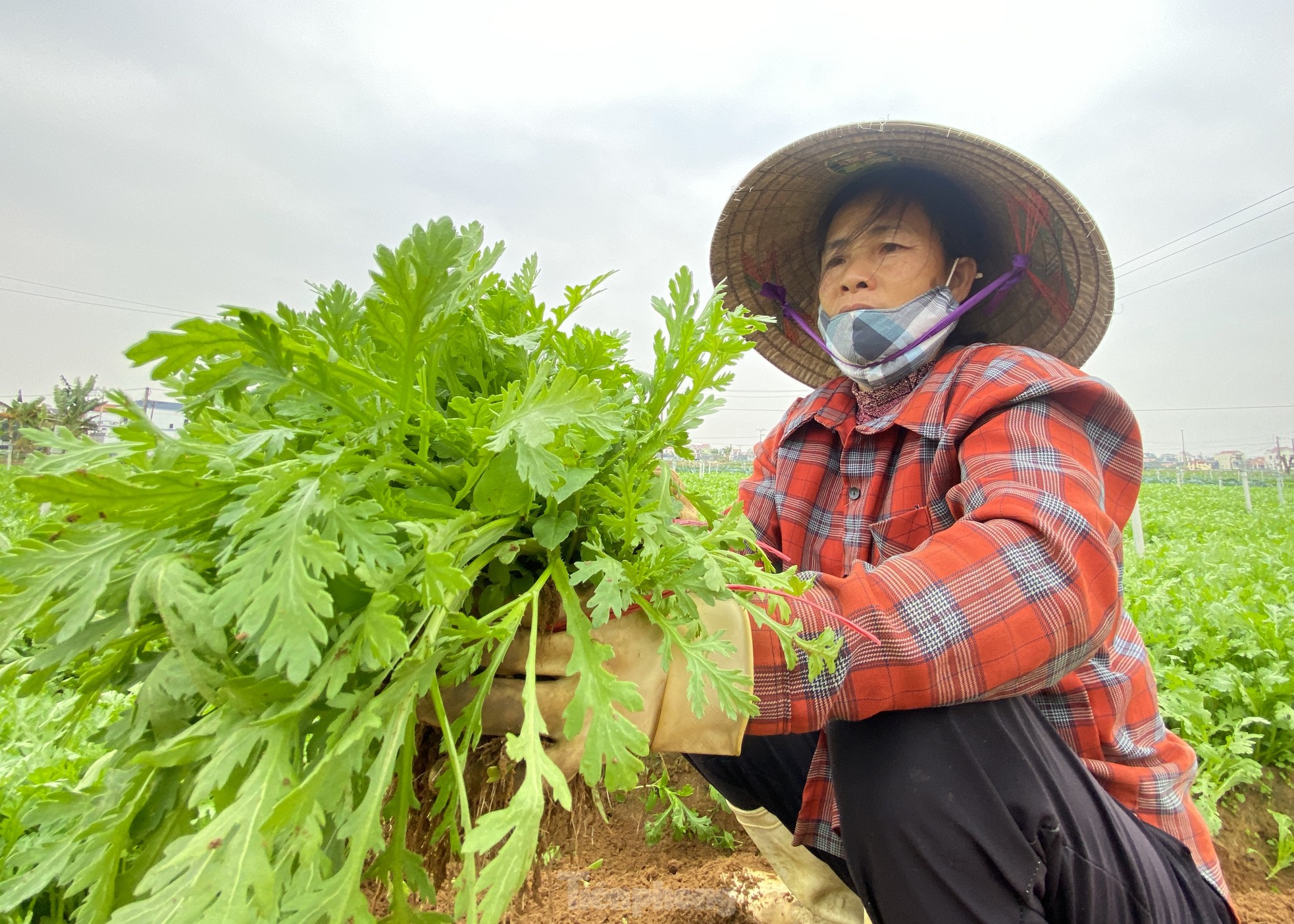 Nông dân ở vựa rau lớn nhất Nghệ An 'trúng đậm' vụ Tết ảnh 10