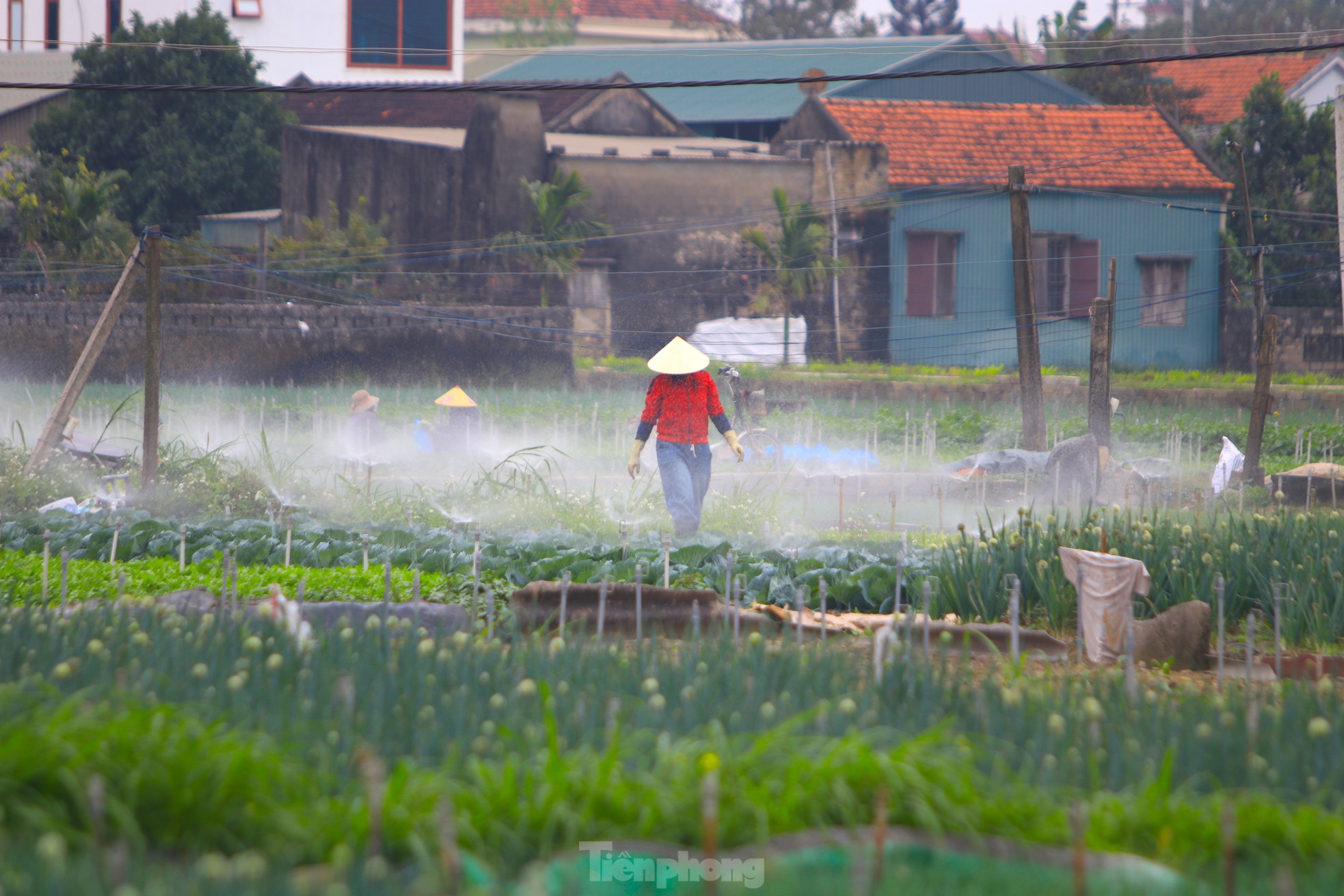 Nông dân ở vựa rau lớn nhất Nghệ An 'trúng đậm' vụ Tết ảnh 2