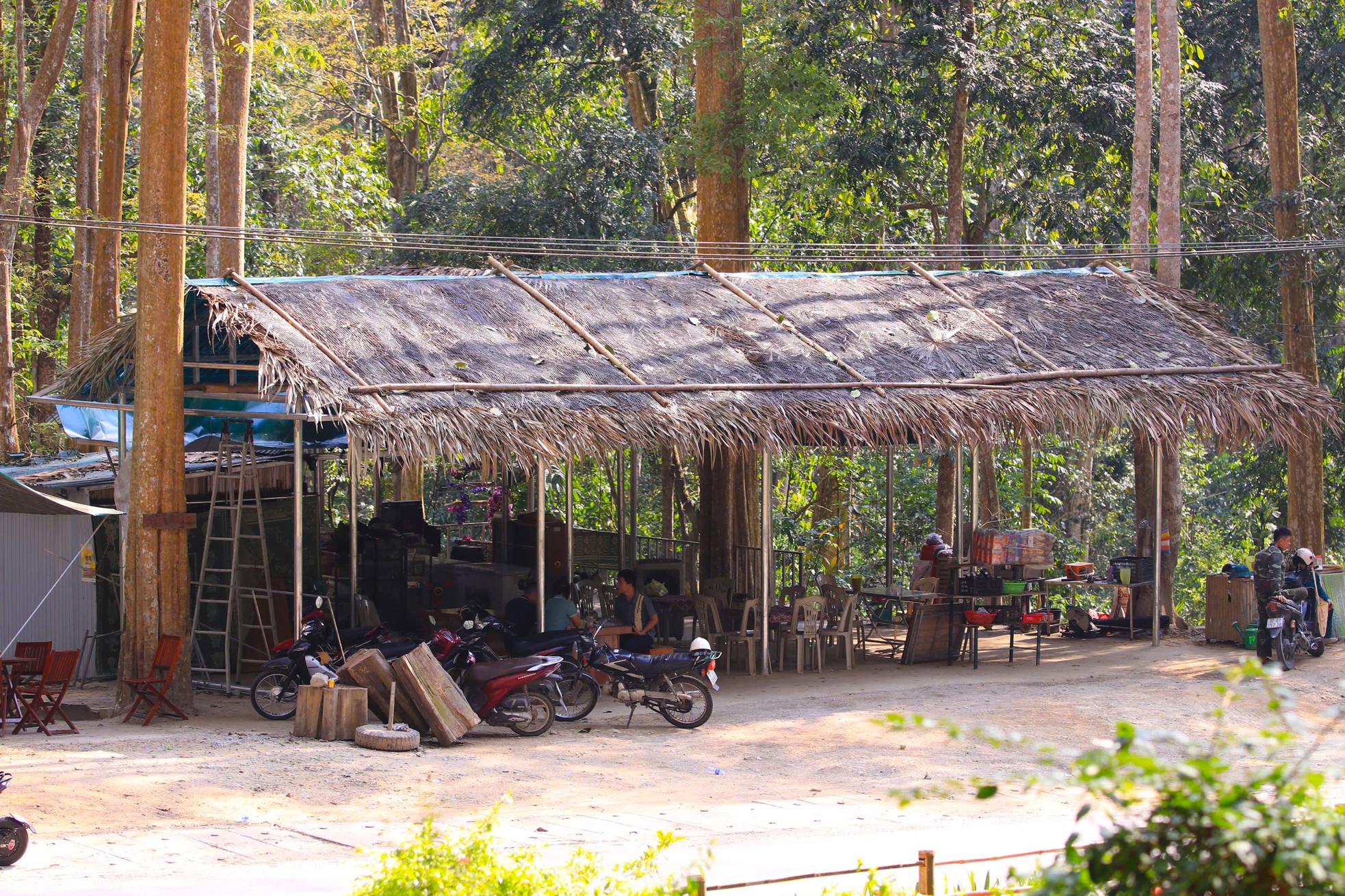Mê mẩn vẻ đẹp của cánh rừng nguyên sinh mùa thay lá ảnh 12
