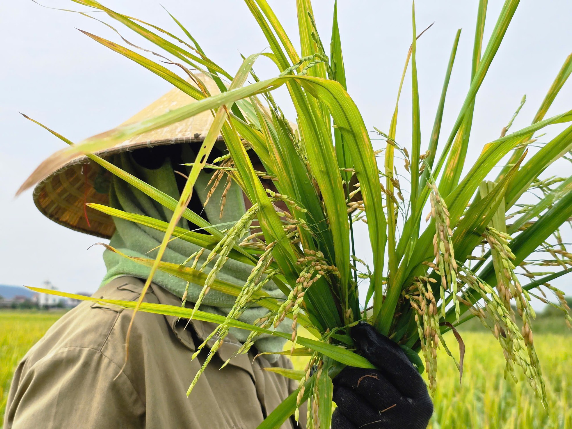 Nông dân 'đứng ngồi không yên' vì nguy cơ mất trắng hơn 150ha lúa ảnh 8
