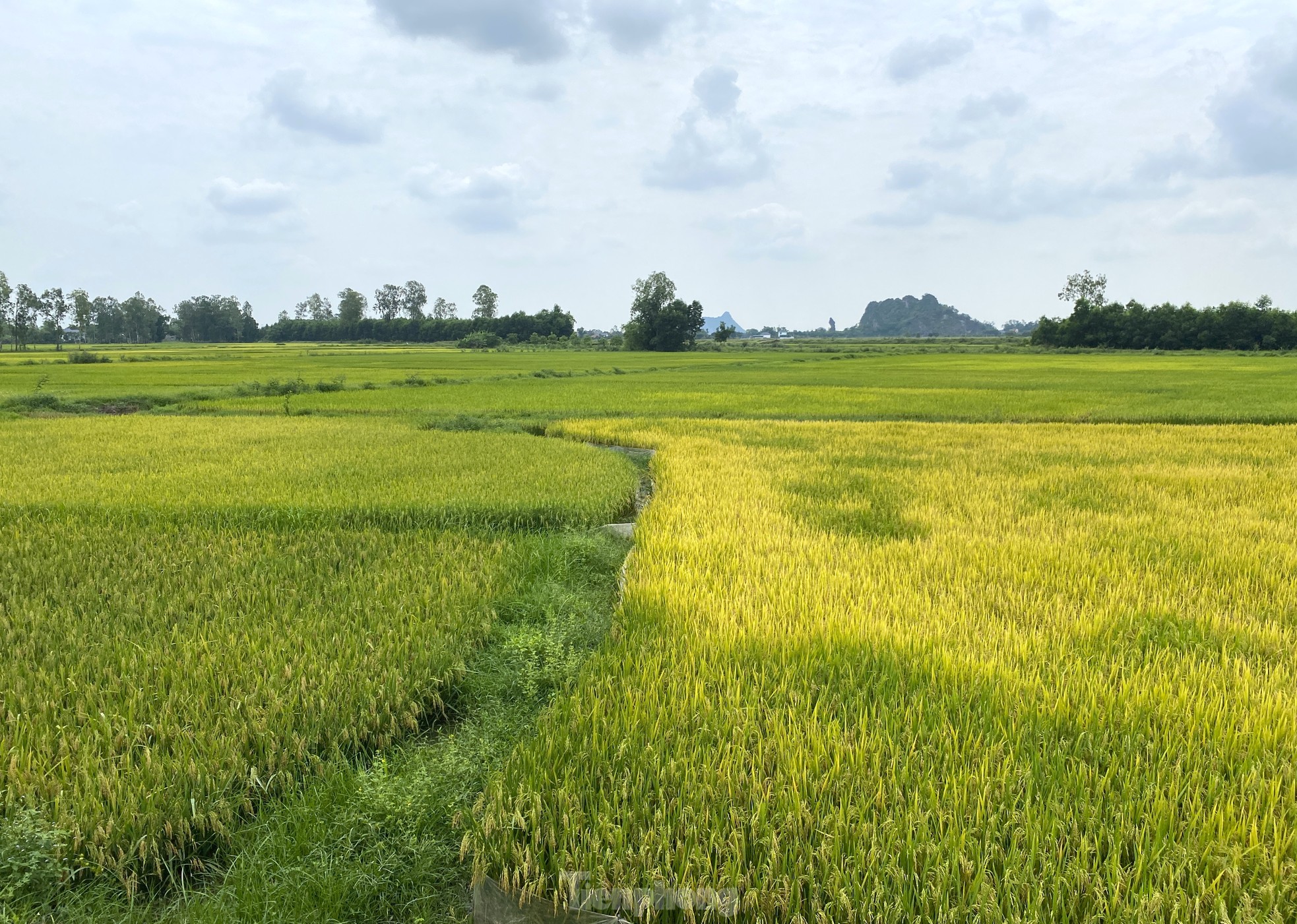 Nông dân 'đứng ngồi không yên' vì nguy cơ mất trắng hơn 150ha lúa ảnh 11