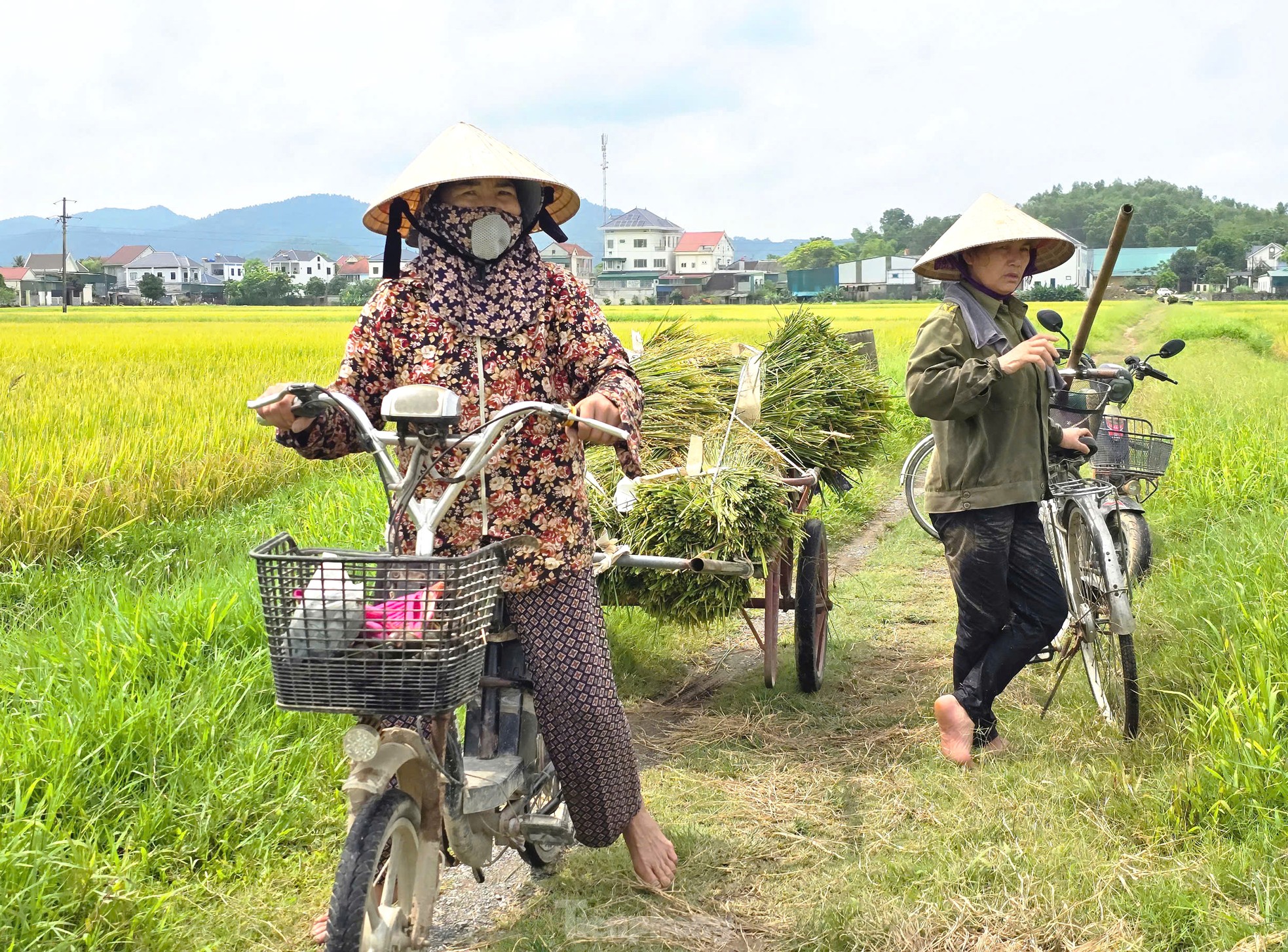 Nông dân 'đứng ngồi không yên' vì nguy cơ mất trắng hơn 150ha lúa ảnh 12